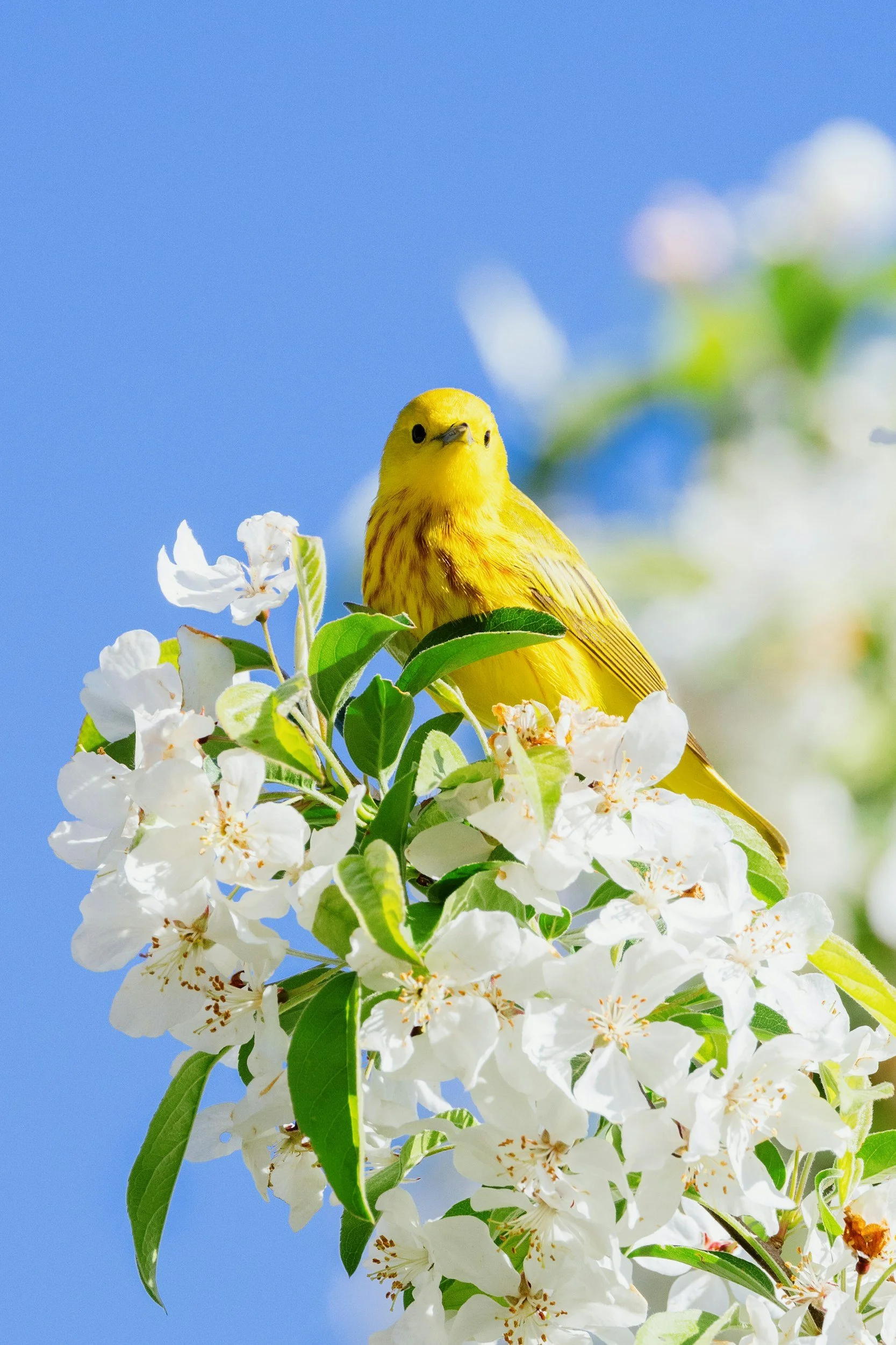 A yellow bird perched on a branch with white flowers and green leaves, with a clear blue sky in the background.