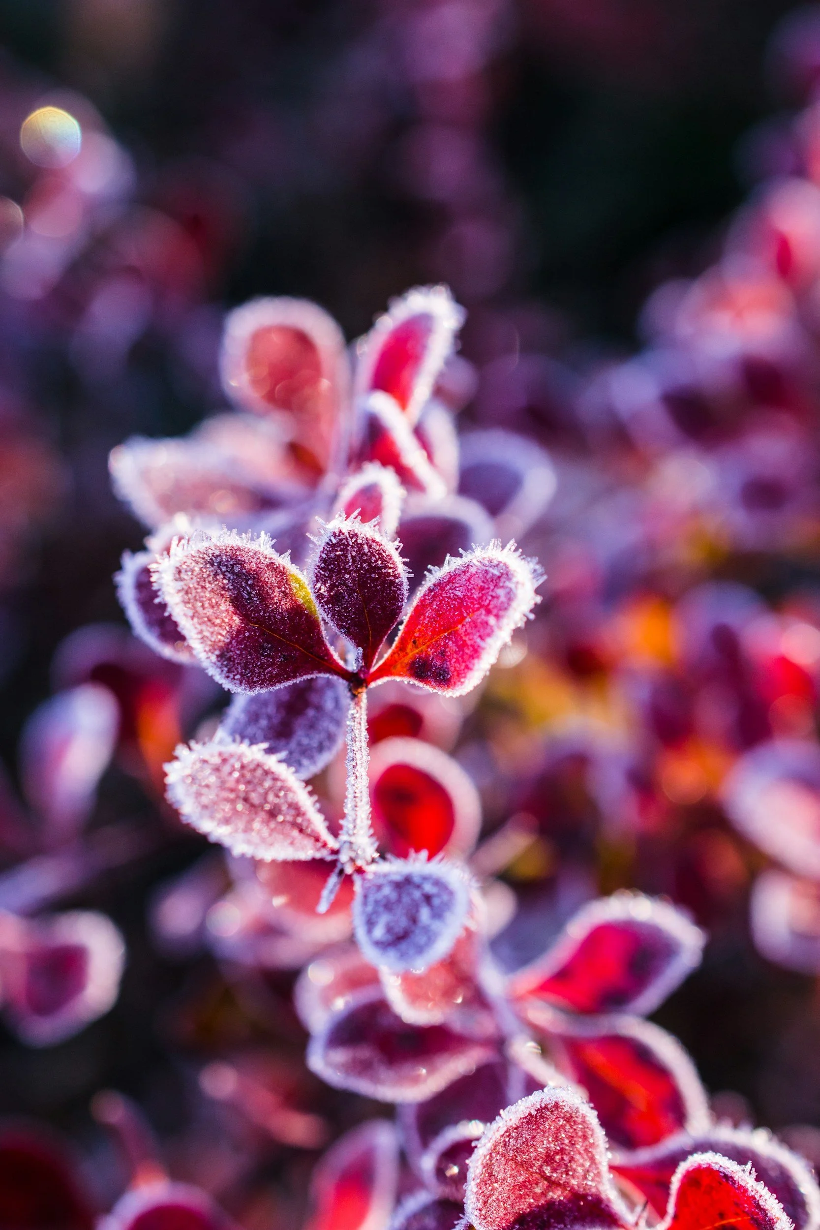 Close-up of frost-covered red and purple leaves with a blurred colorful background.