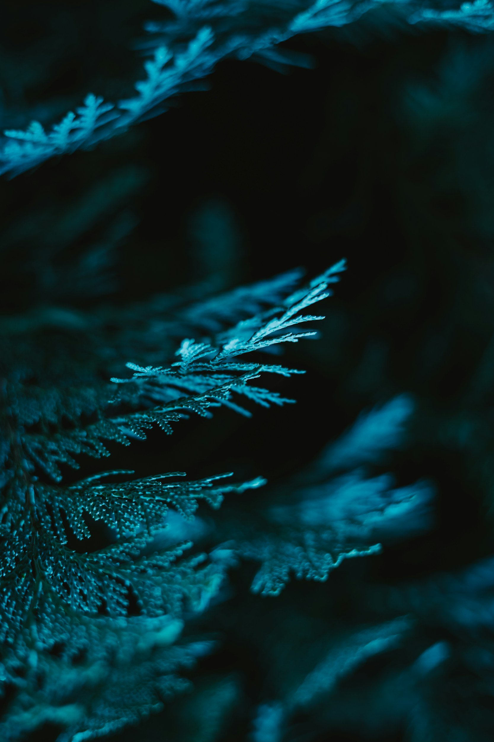 Close-up of blue-green pine or cedar tree needles in low light, showing detailed texture and fine edges.