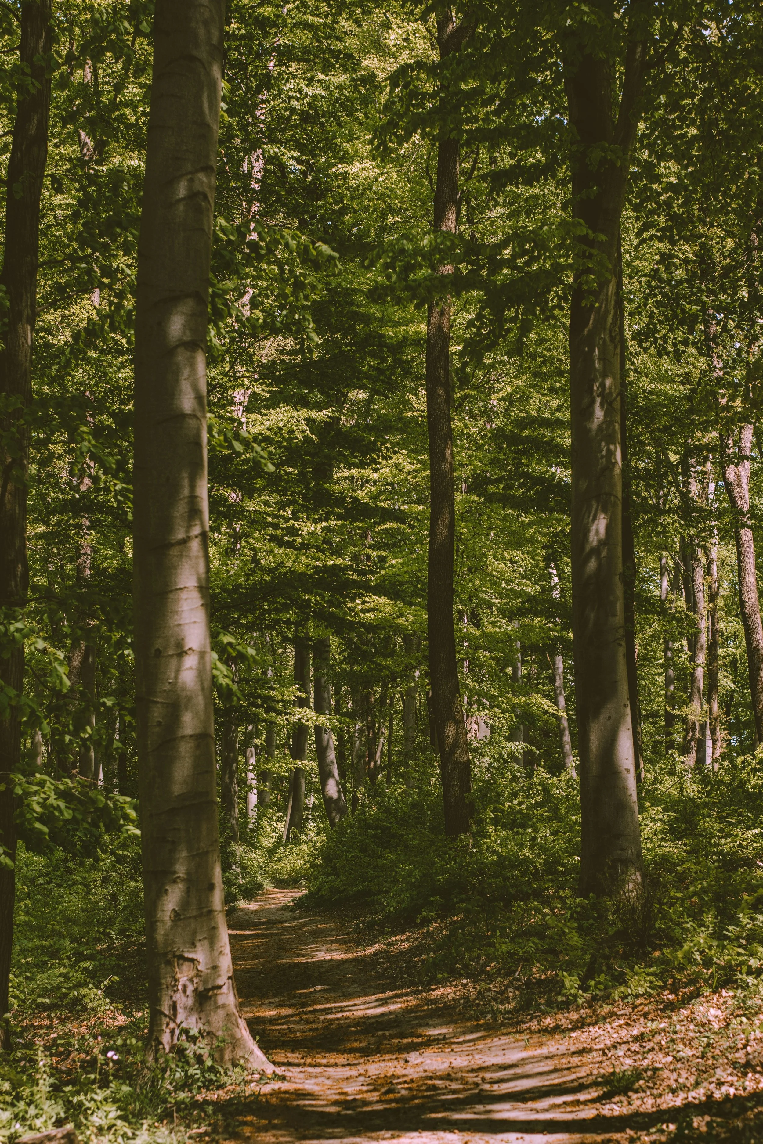 Psychotherapy for Adults