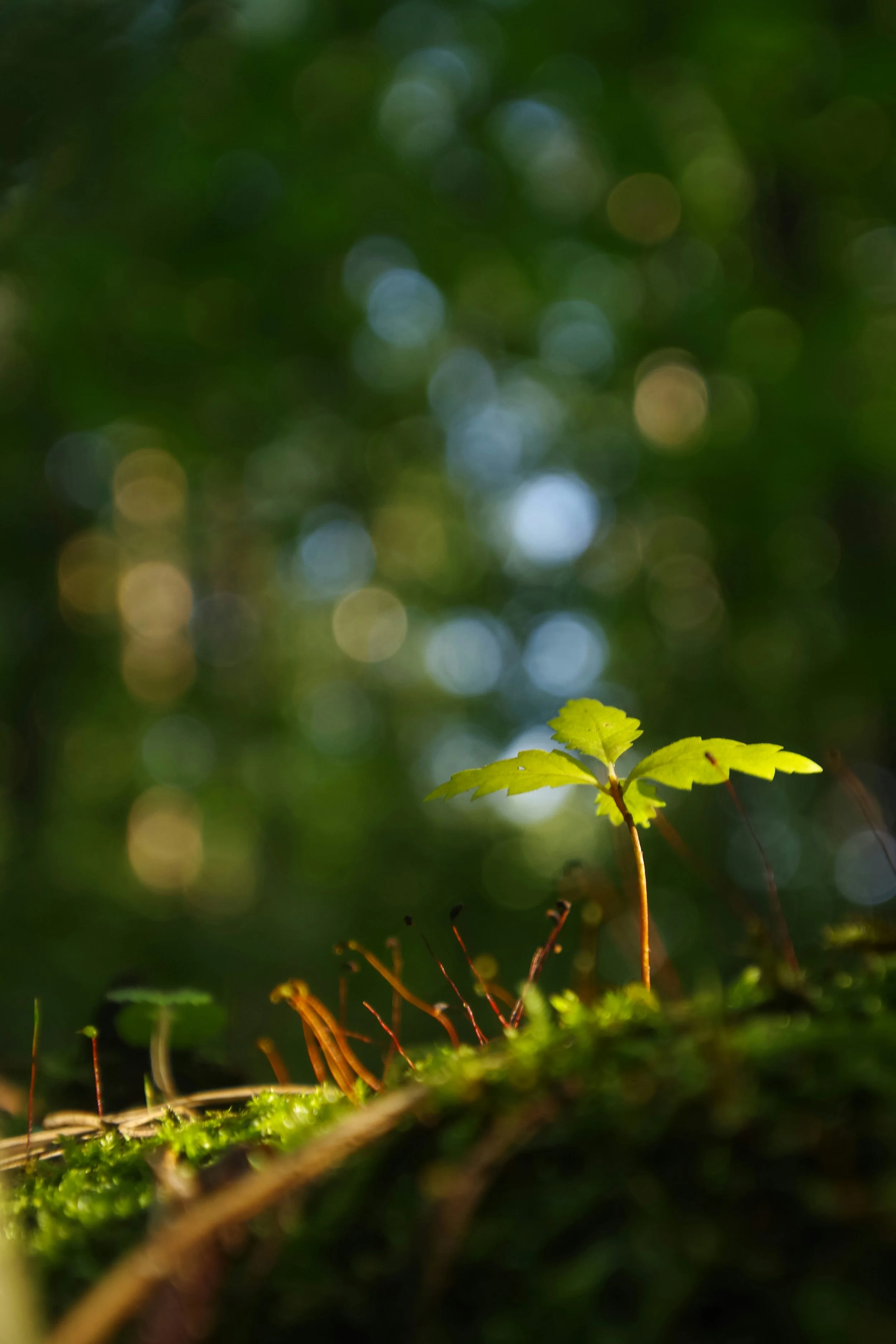 An image of a small tree symbolic of the initial stages of virtual or in-person therapy for anxiety.
