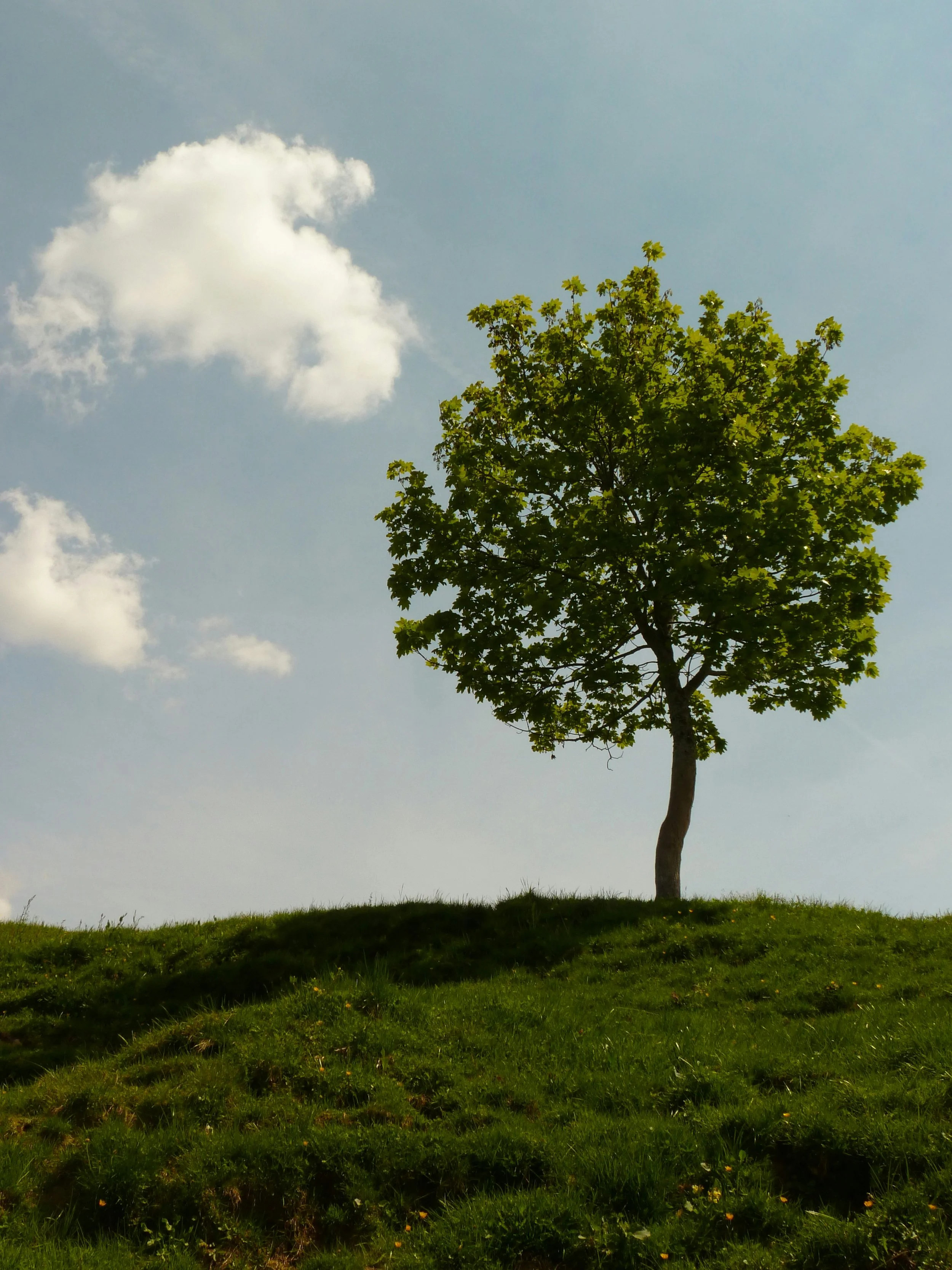 A photo of a mature tree symbolic of the positive change that can happen in virtual or in-person therapy in Sudbury, Ontario.