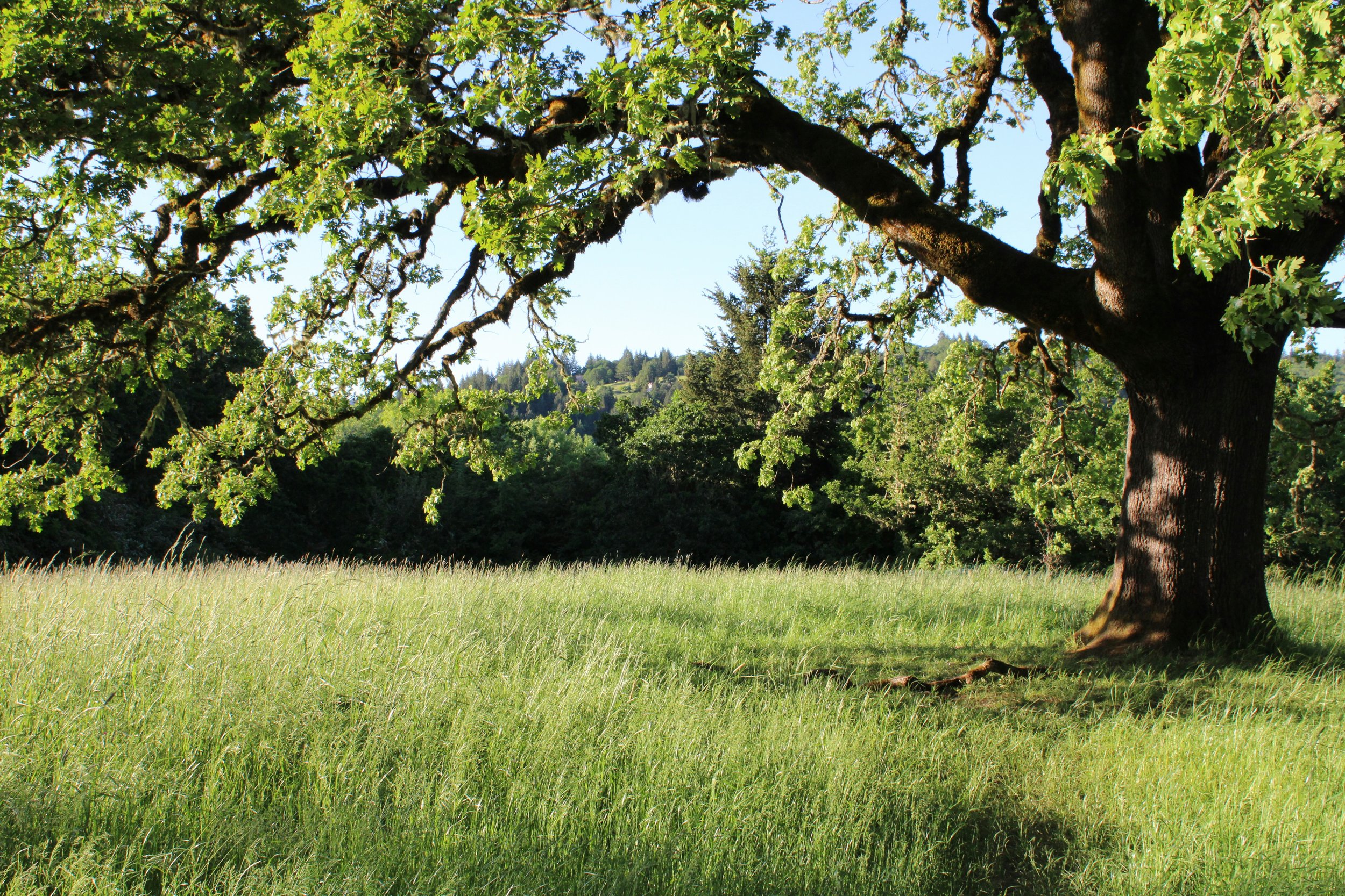 A photo of a fully grown tree symbolic of the personal growth that can occur when engaging in virtual or in-person therapy in Sudbury, Ontario.