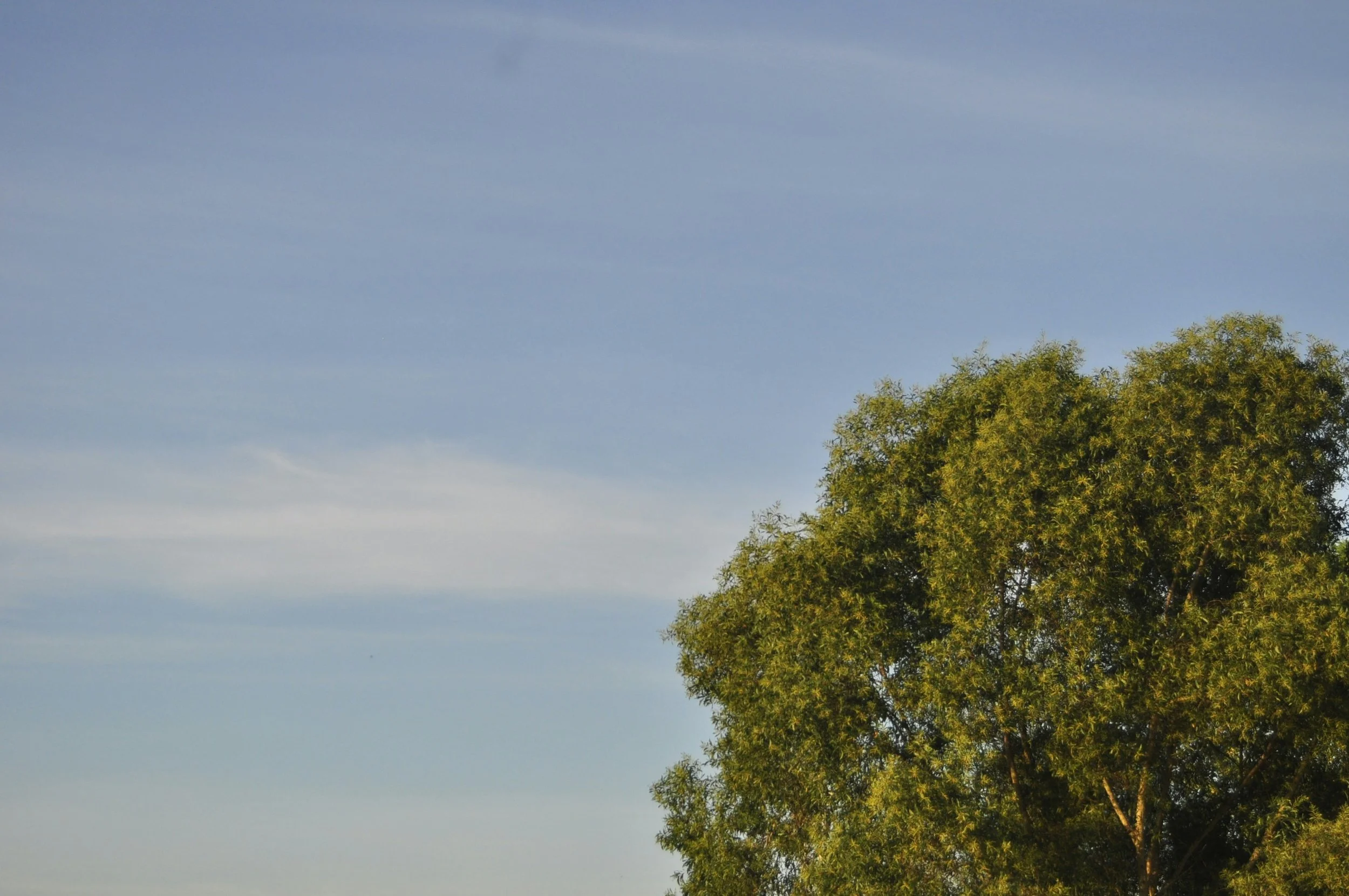 A tree symbolizing change that can come from engaging in therapy in Sudbury, Ontario.