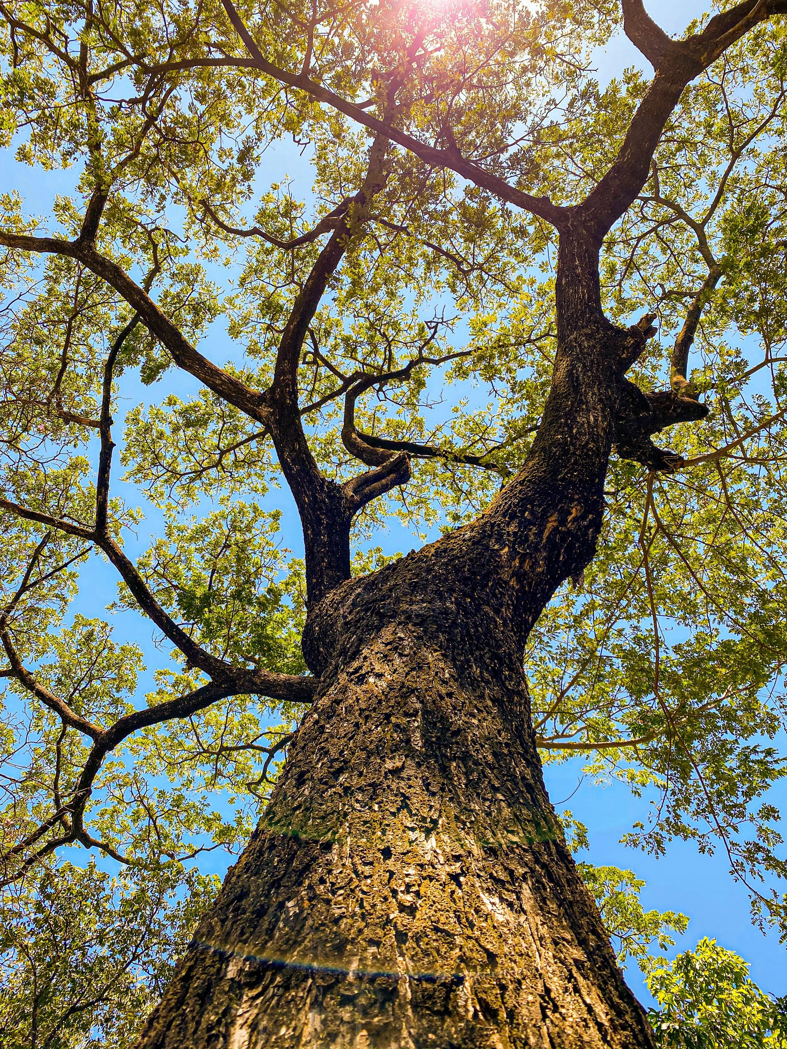 A picture of a tree against the blue sky symbolic of engaging in grief therapy.