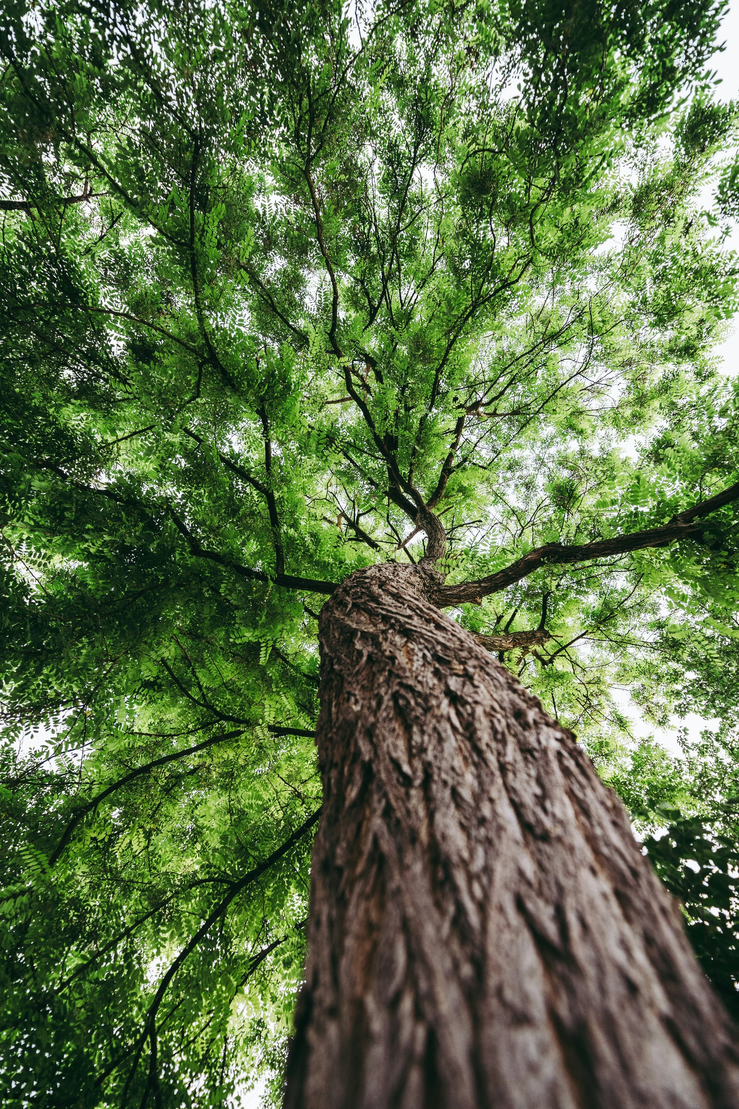 A picture of a tree with green foliage symbolic of engaging in therapy for anxiety.