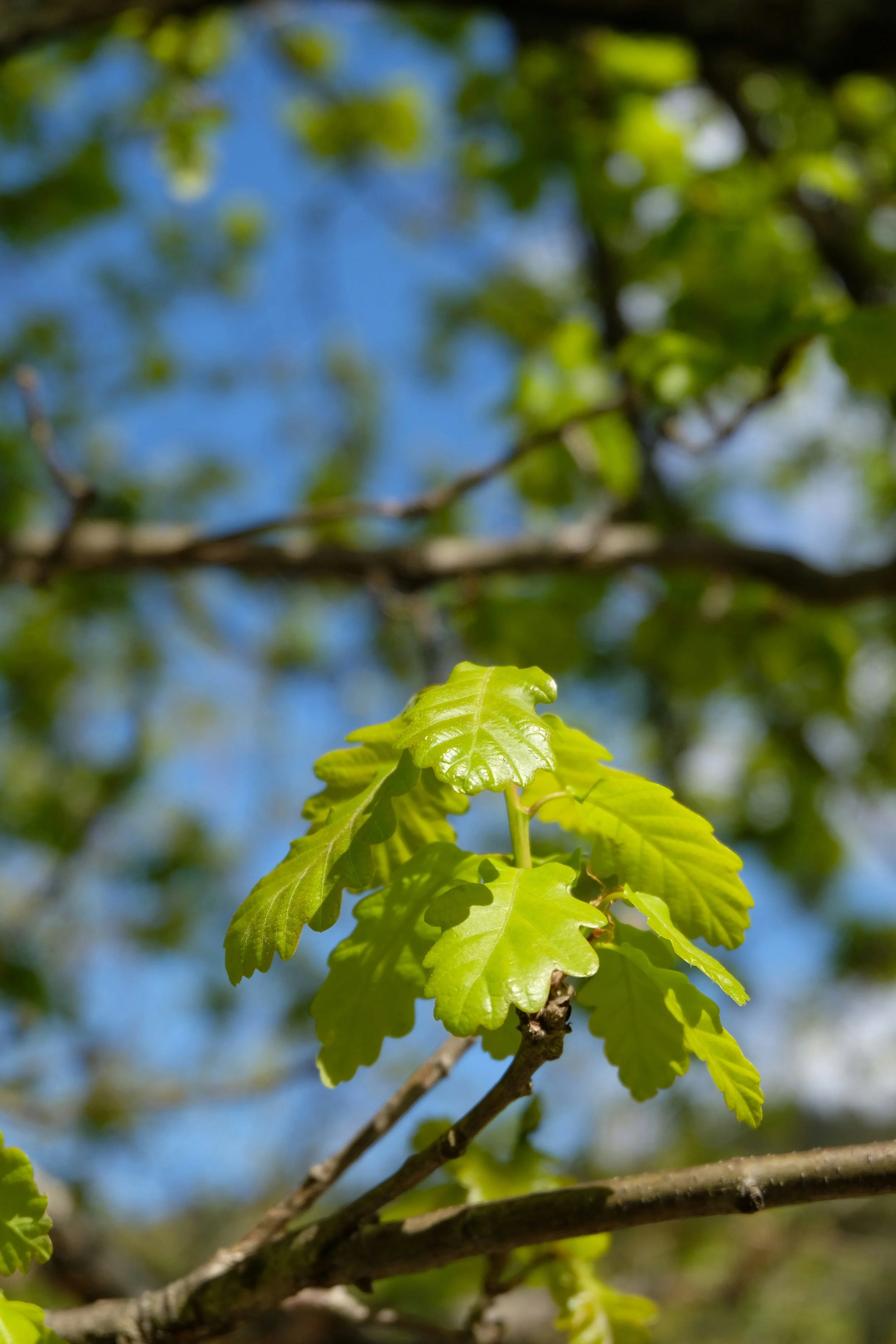 An image of a small tree symbolic of the initial stages of virtual or in-person therapy for grief