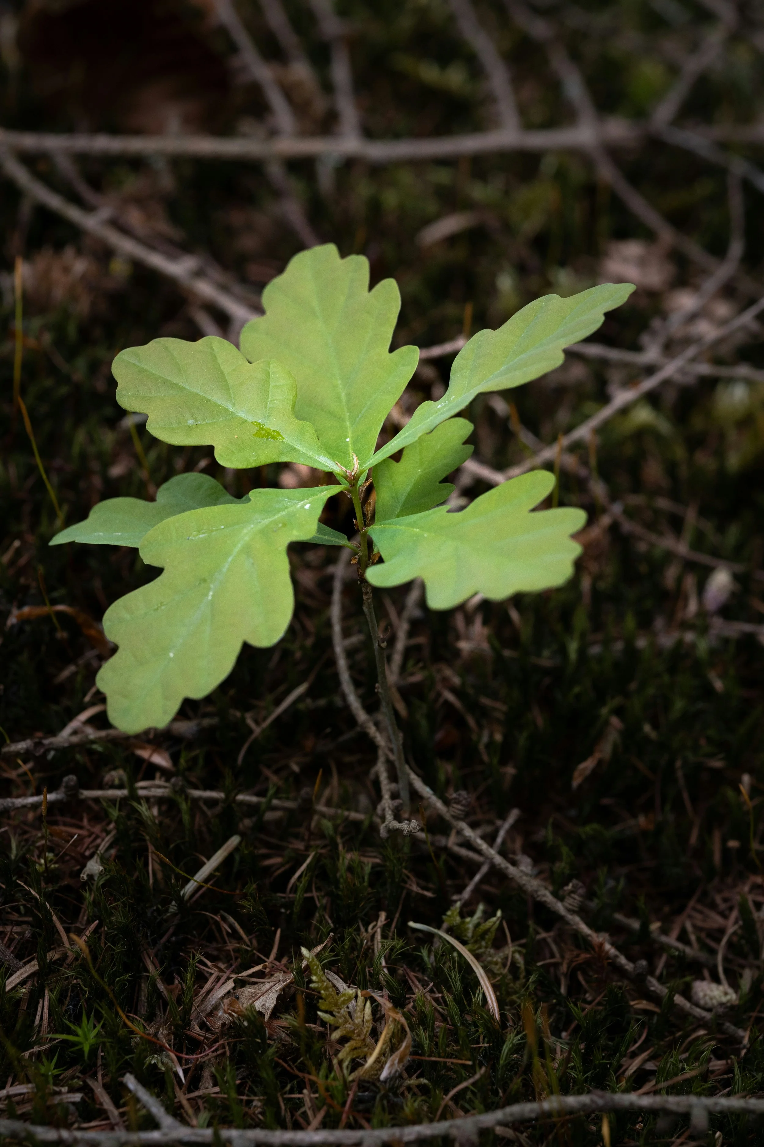 An image of a small tree symbolic of the initial stages of virtual or in-person therapy for depression.