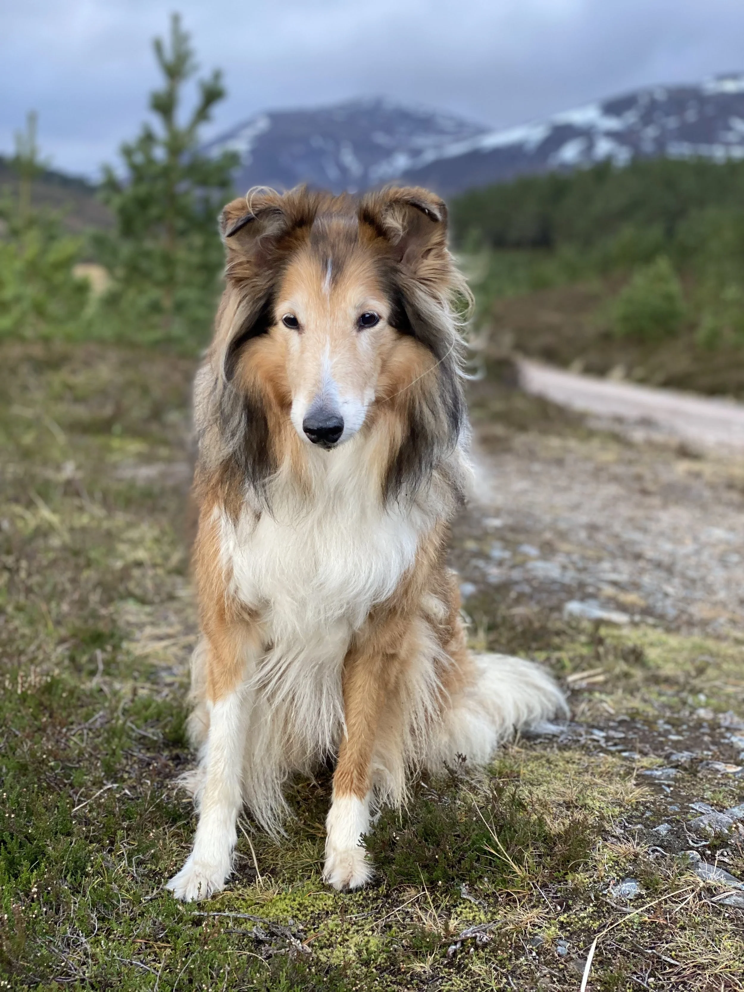 A Rough Collie called Lassie sitting outdoors on a grassy and rocky terrain with mountains and cloudy sky in the background.