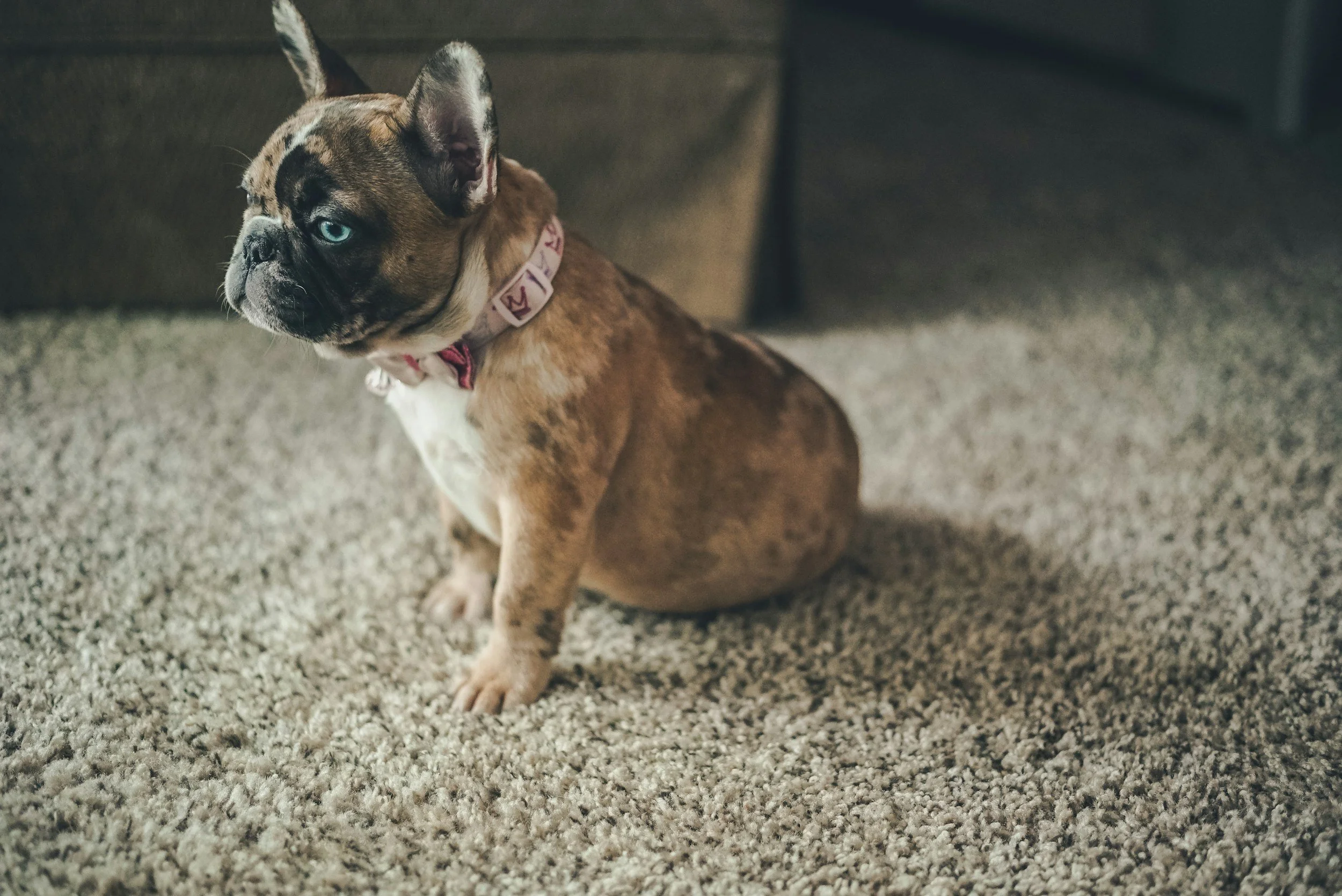 A young brindle French Bulldog with blue eyes sits on a textured carpet near a dark sofa, looking off to the side.