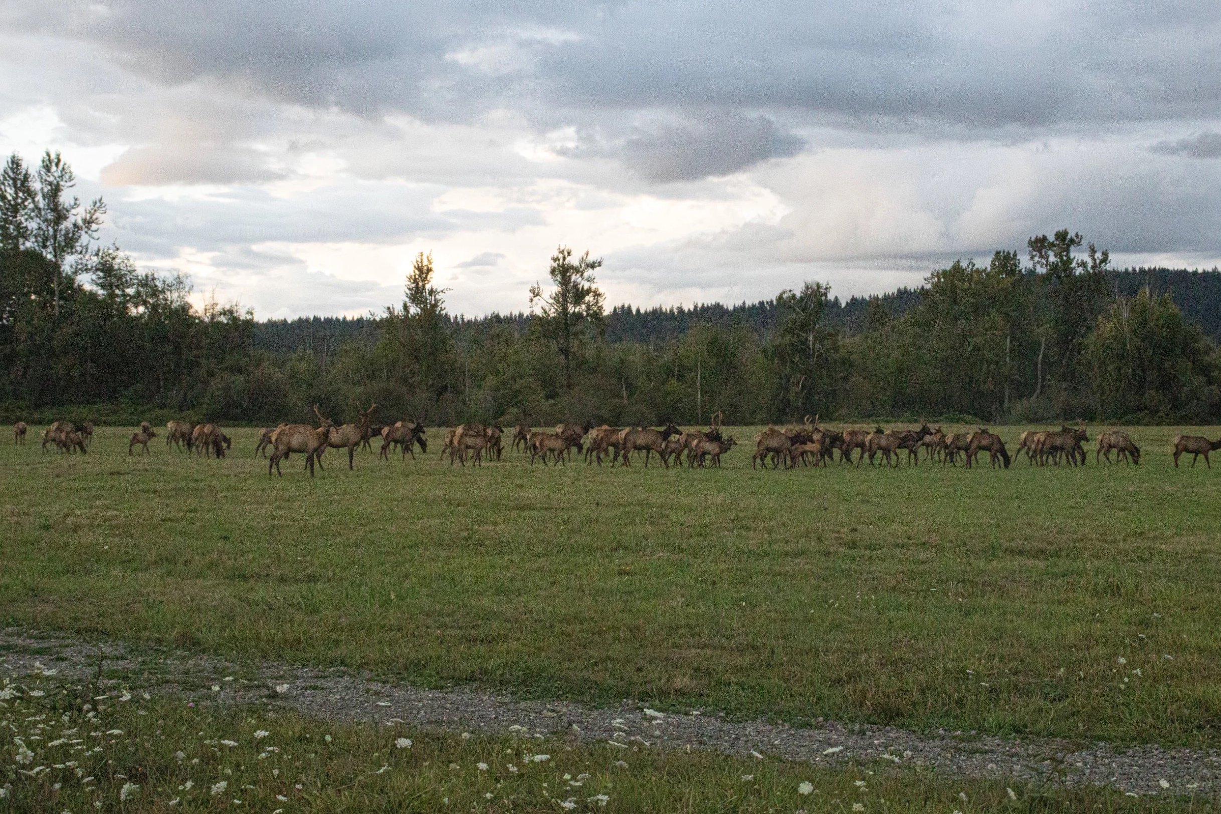 A herd of elk grazing on a grassy field with a backdrop of trees and a cloudy sky.