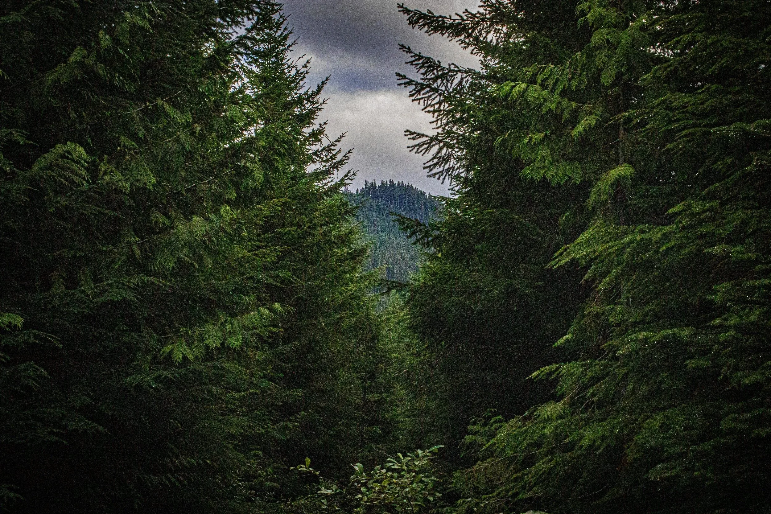 A dense forest scene with tall evergreen trees and a distant mountain in the background, under a cloudy sky.
