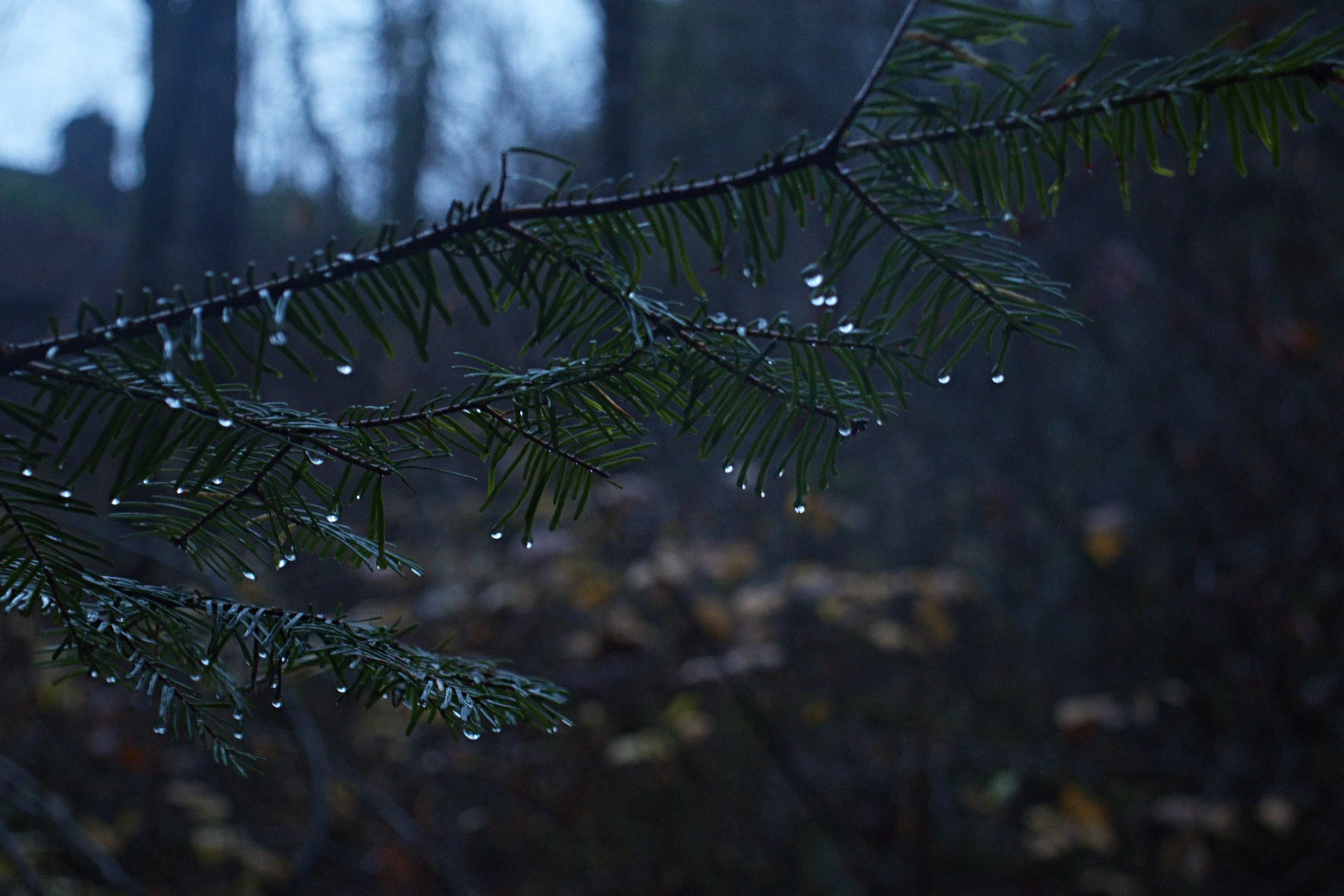Close-up of pine tree branches with raindrops hanging from the needles in a dark, misty forest.