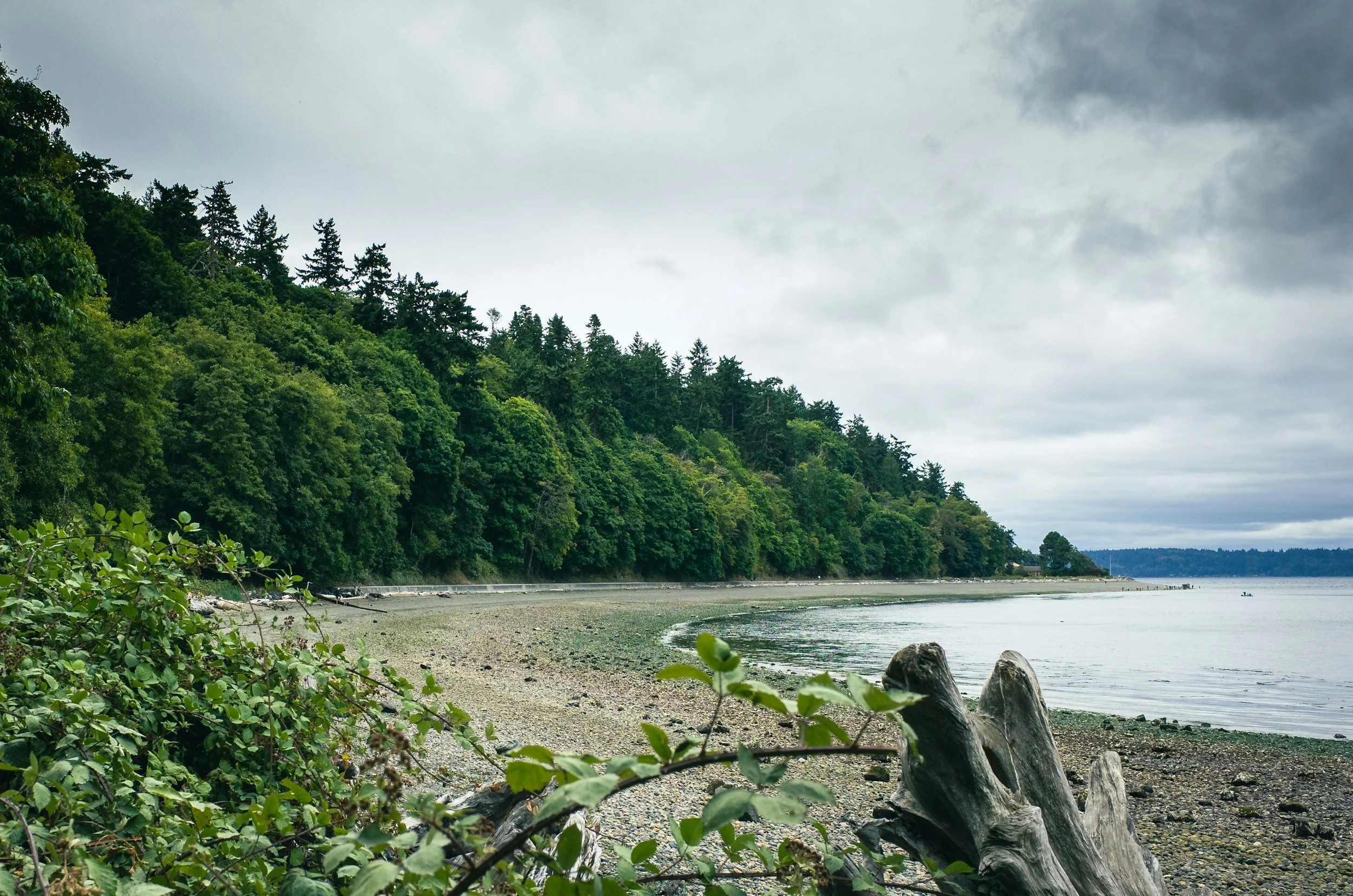 A rocky shoreline with large driftwood logs in the foreground, green trees on a hillside, and a cloudy sky over a body of water.