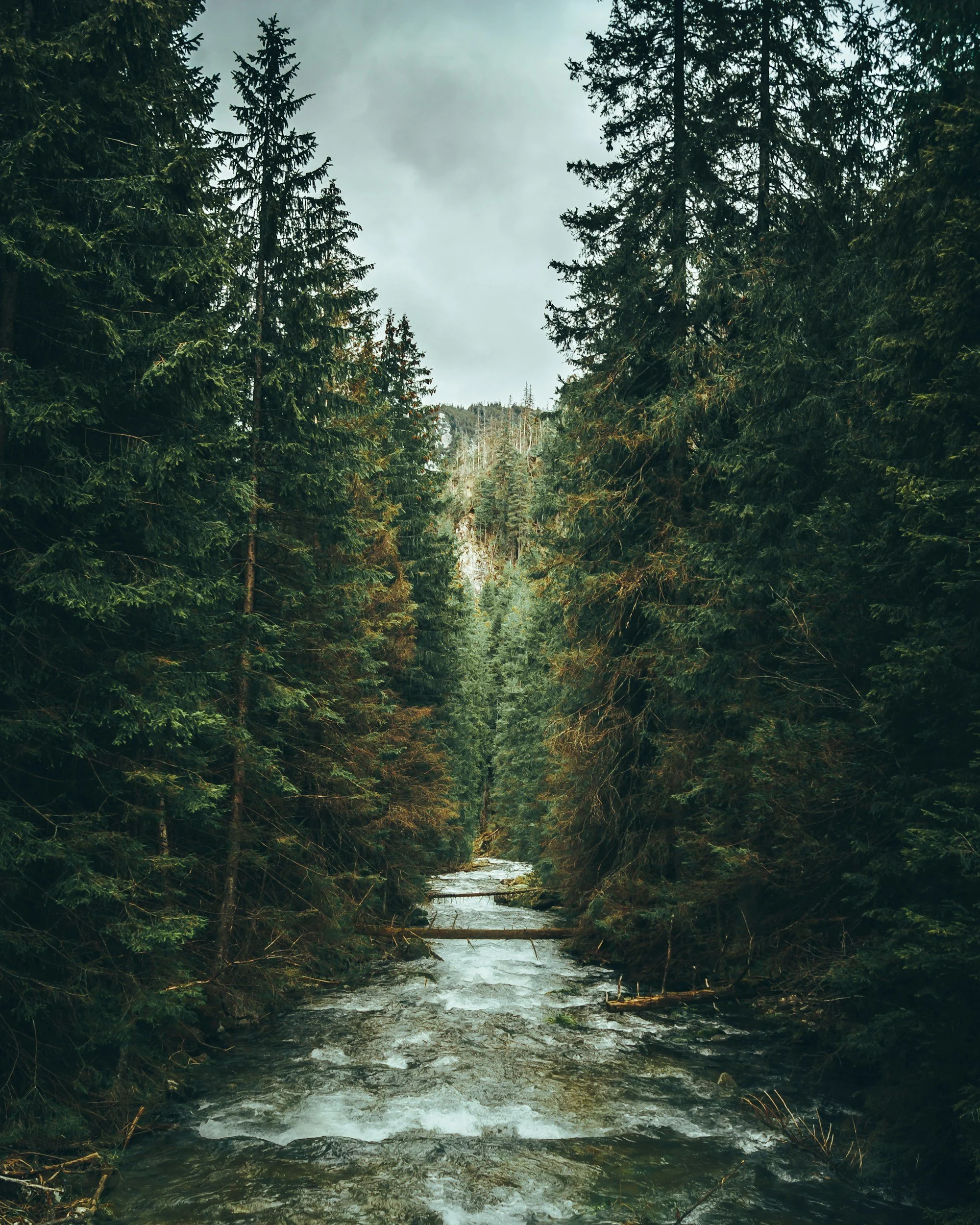 A forest scene with tall green pine trees surrounding a small, flowing river or creek with cloudy skies overhead.