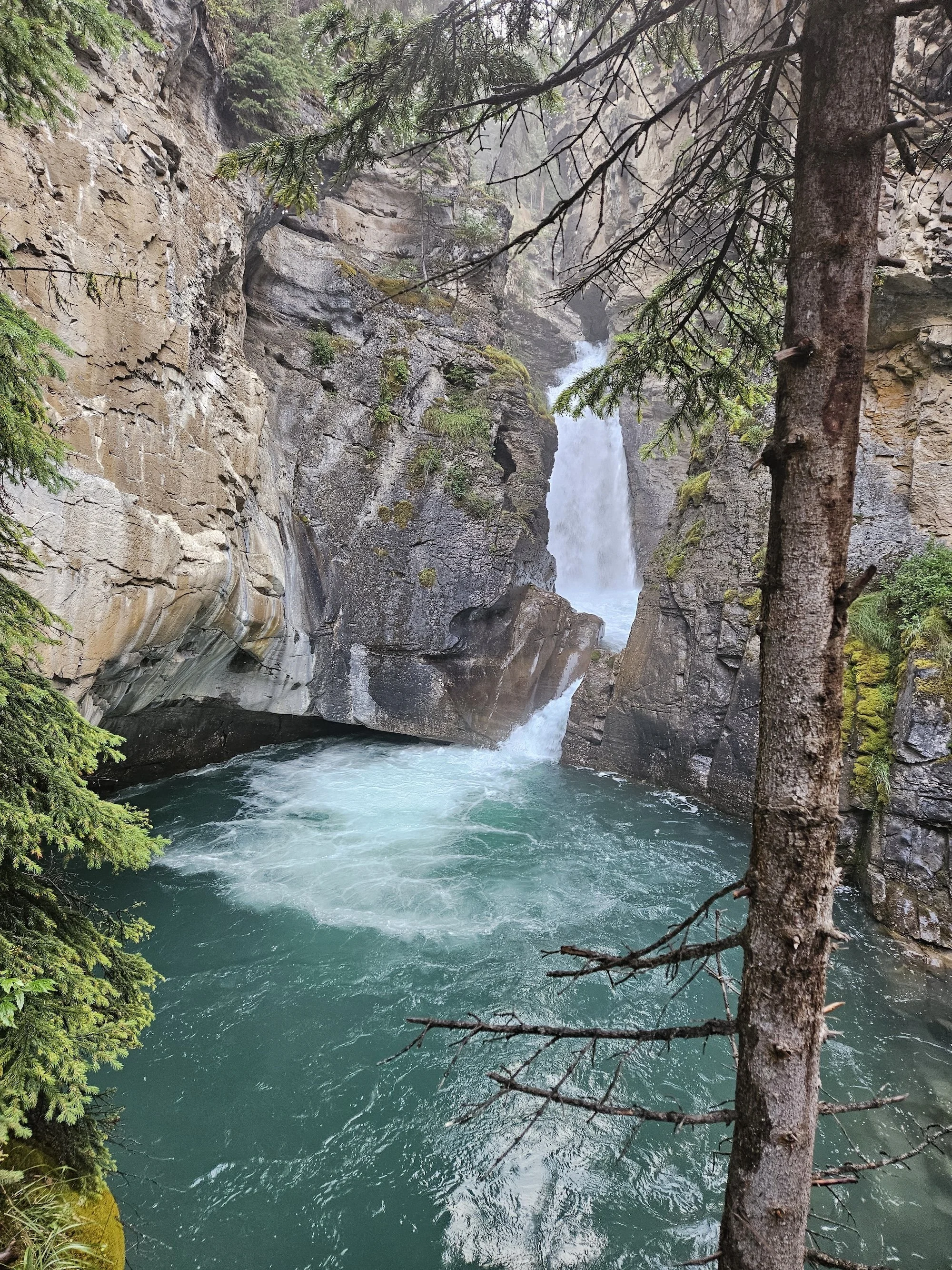 A river flowing through rocks with a small waterfall and pine trees along the riverbank.