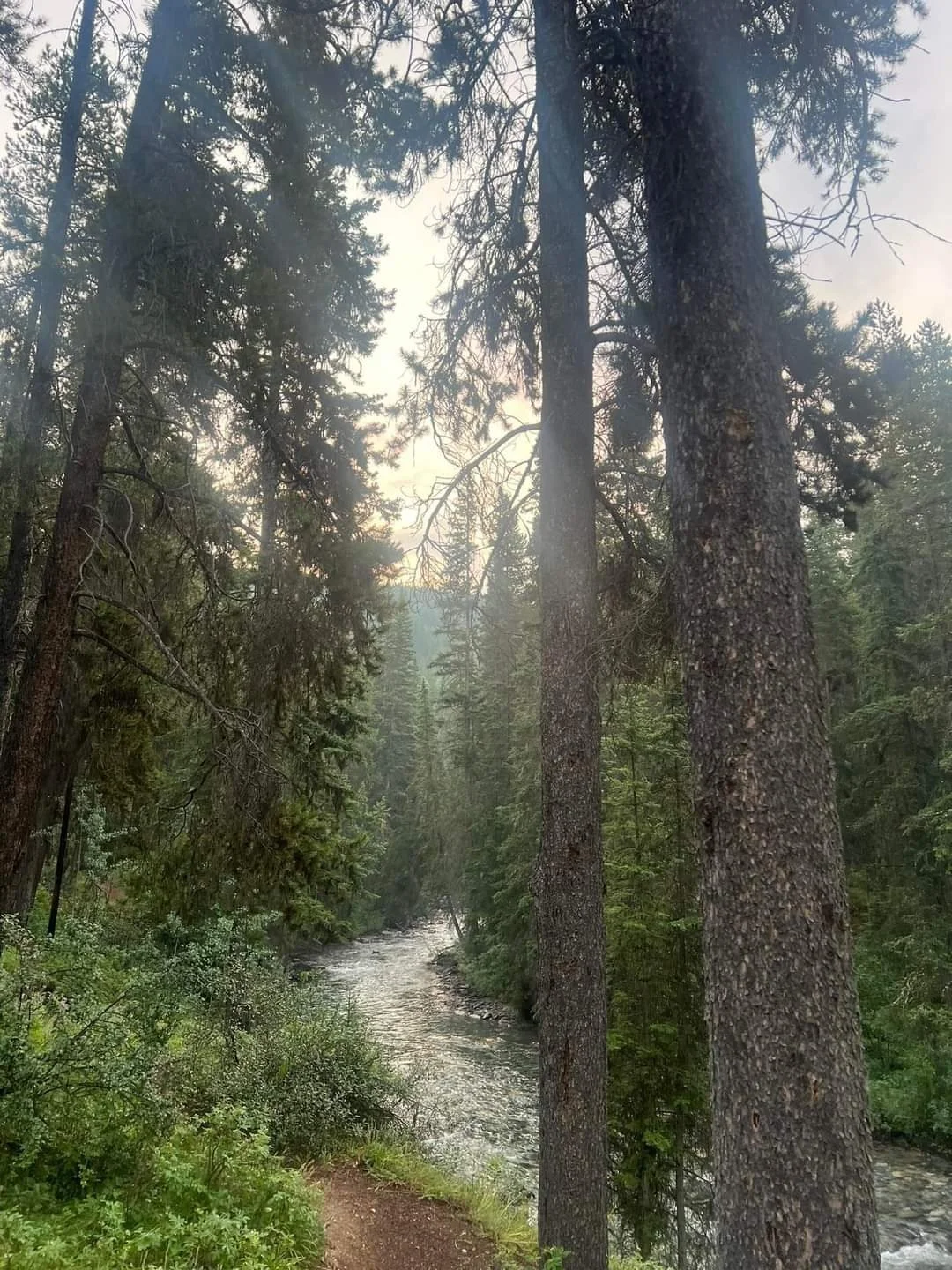 A forest scene with tall pine trees and a flowing river or stream in the middle of the woods.
