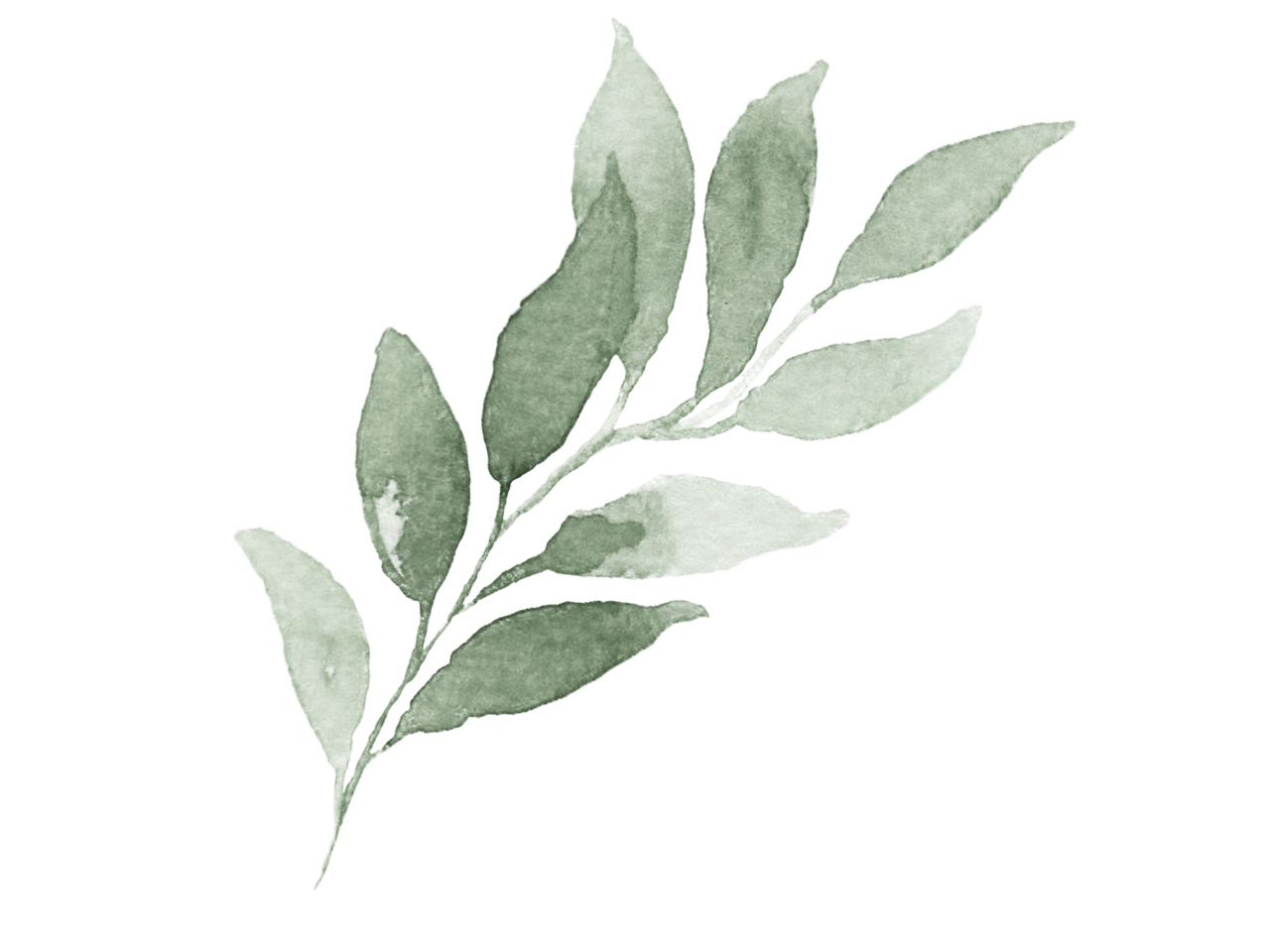 Watercolor illustration of a sprig with elongated green leaves.