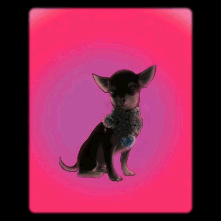 A small black and tan dog, possibly a Chihuahua, wearing a fluffy floral collar and a heart-shaped pendant, sitting against a pink and purple gradient background.