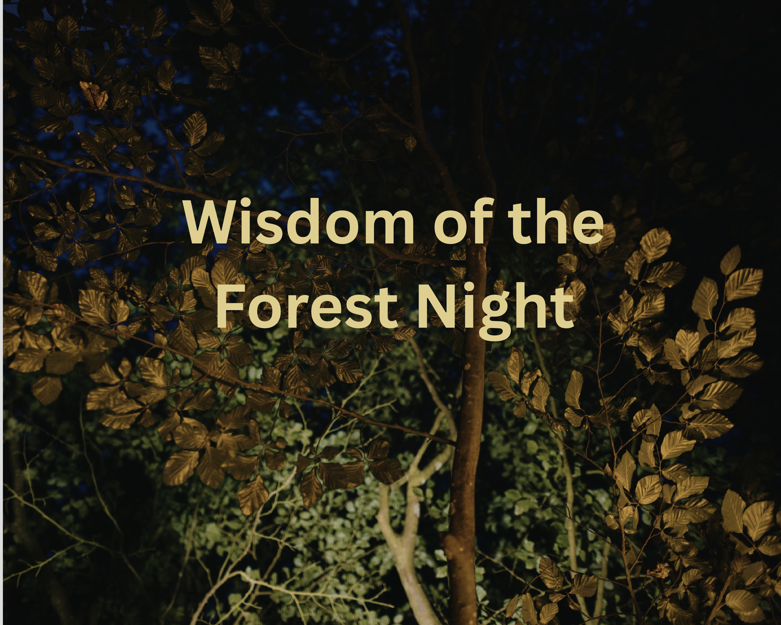 Night Walk on Tooting Common