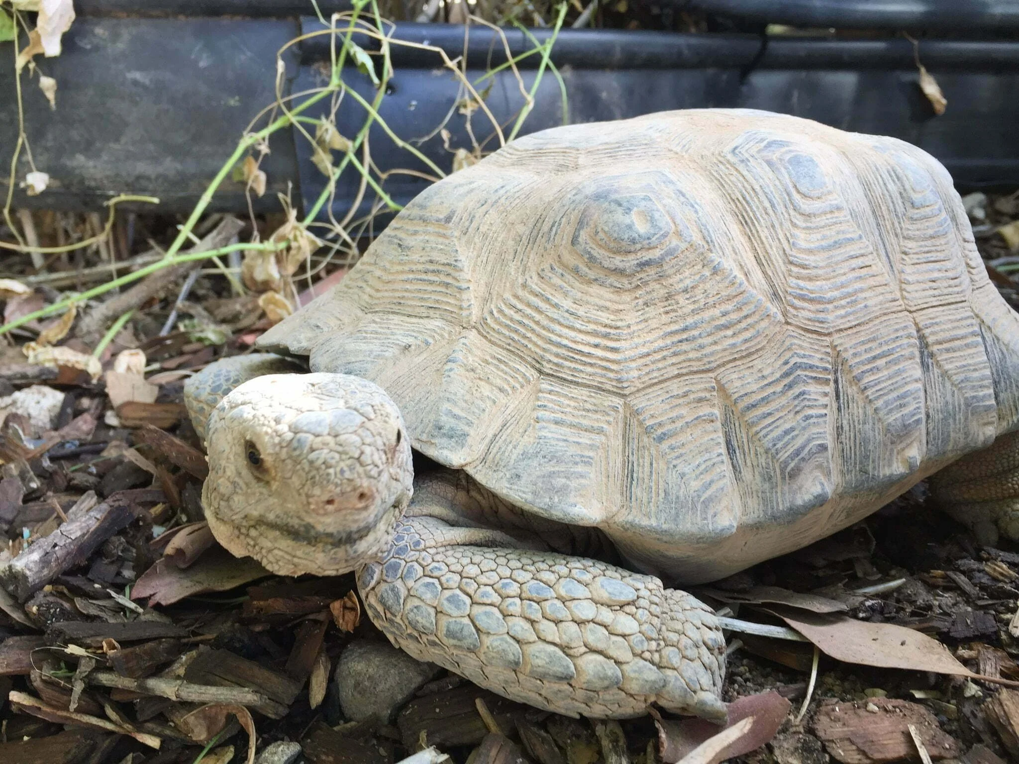 A close-up of a large tortoise with a patterned shell, new growth on the front leg, and surrounded by dried leaves and twigs.