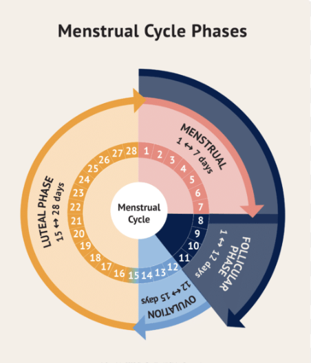 Lets Talk Hormones and Cycle Syncing