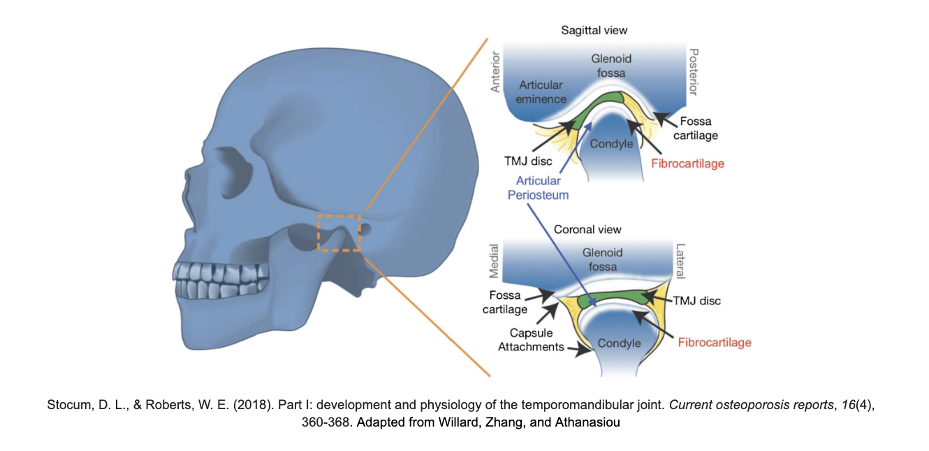 Is Your Jaw Contributing to Your Pelvic Pain? The Connection Explained