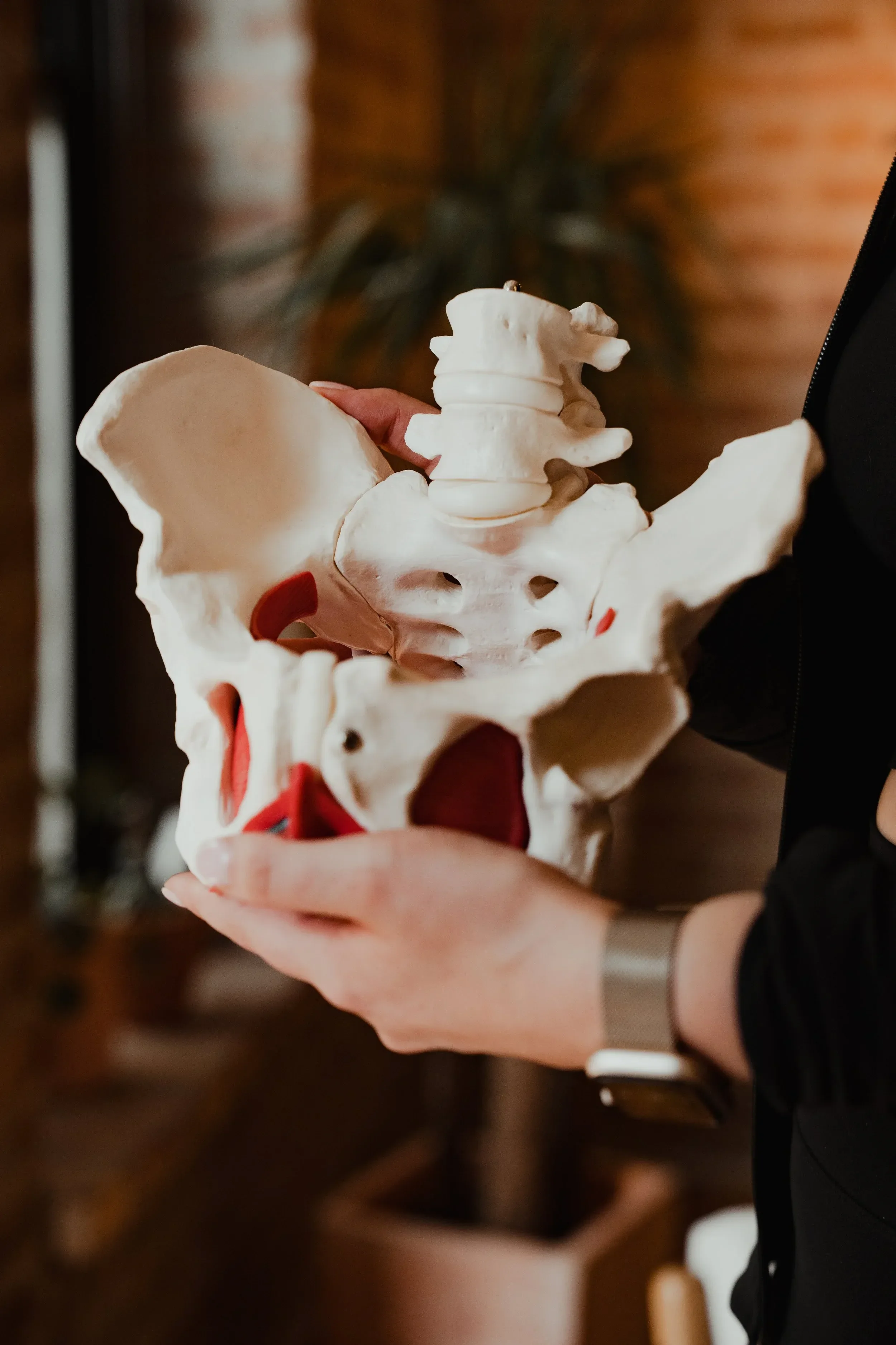 A human pelvis and lower spine model held by two hands. The model is detailed and roughly life-sized.