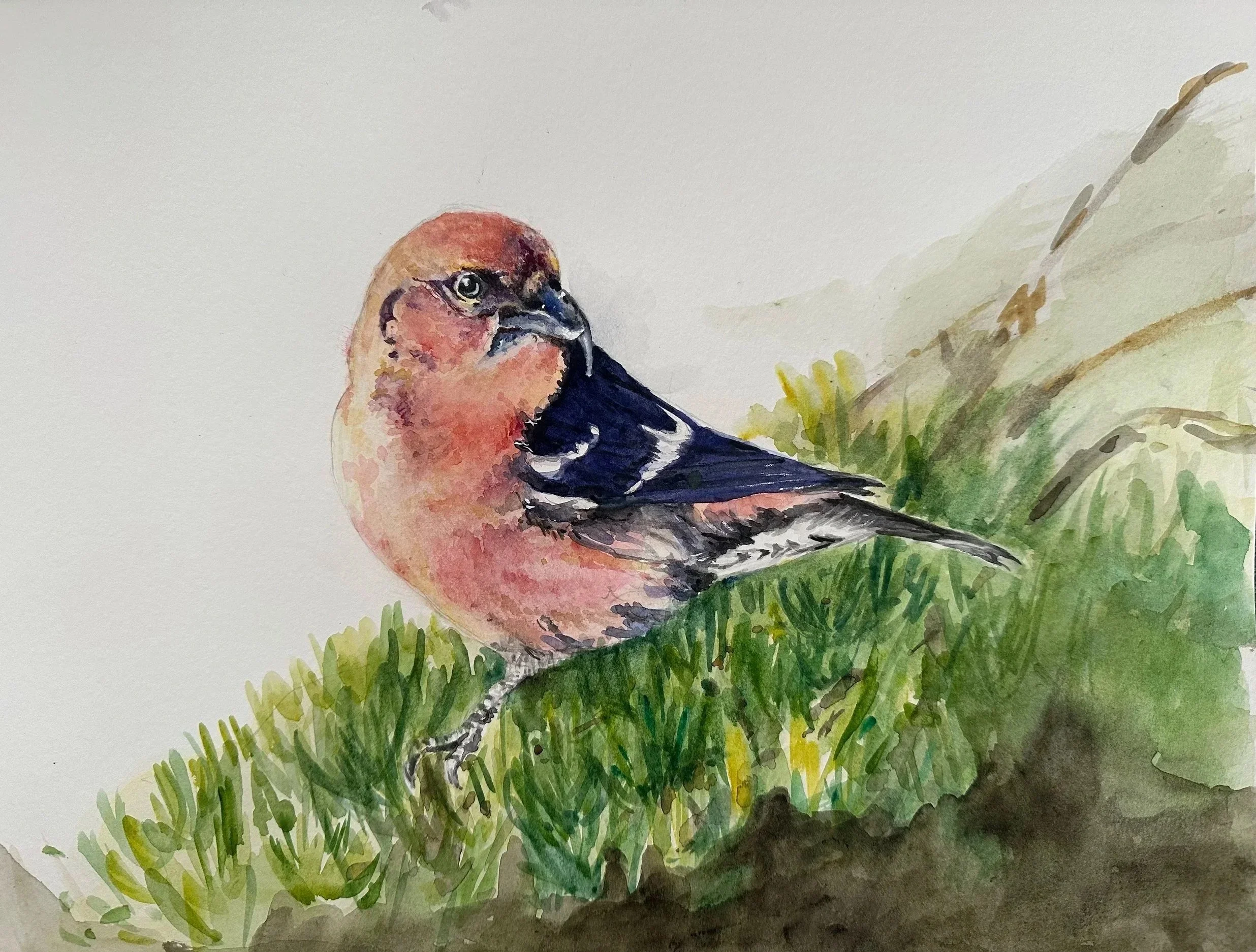 Red Crossbill