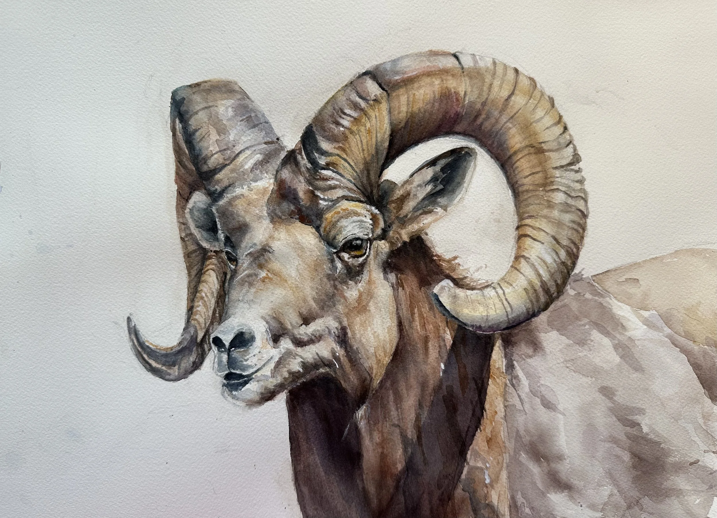 Bighorn Sheep Portrait