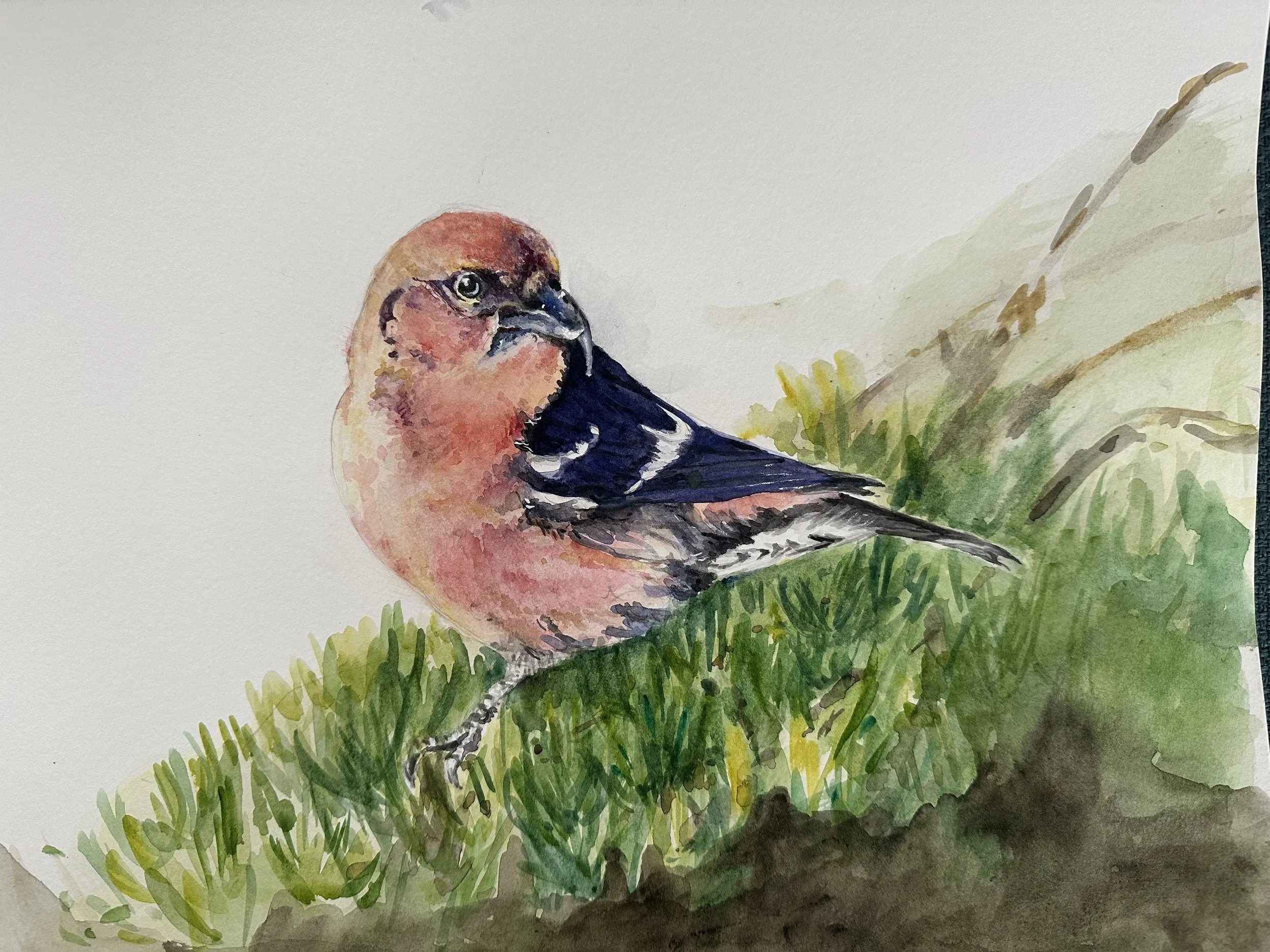 Red Crossbill
