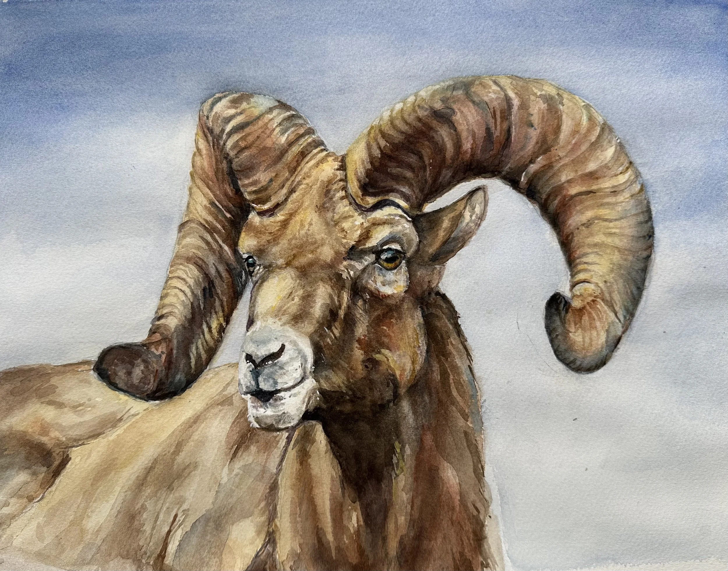 Bighorn Sheep Portrait No. 2