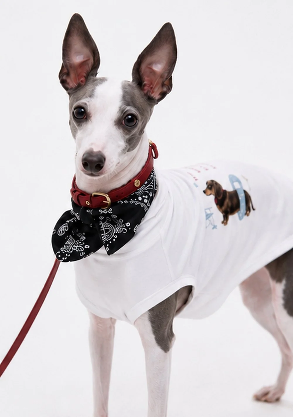 Portofino — White Dog Graphic Pet Tee