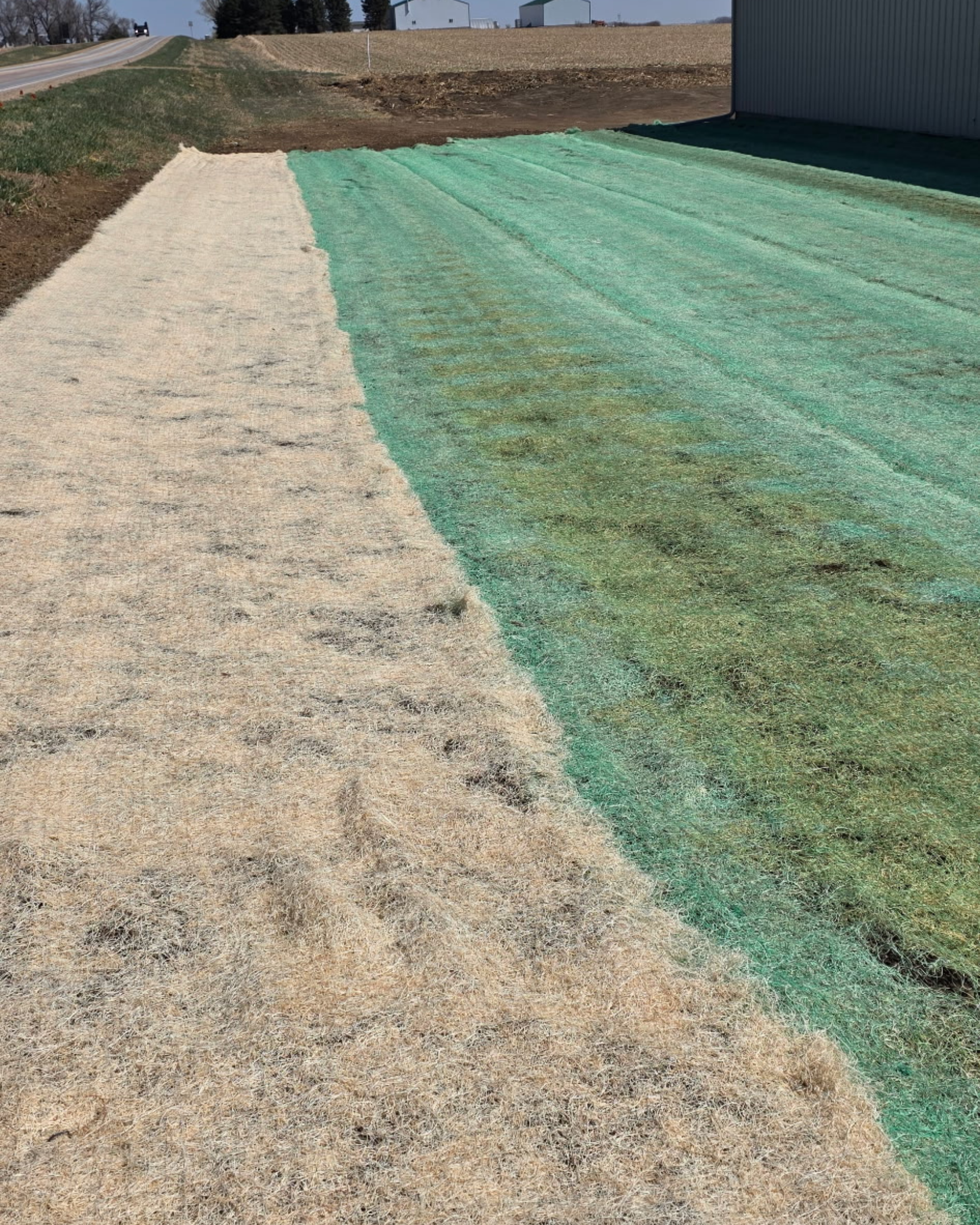 Dry grass or straw laid out on the ground with some patches of green grass, in an outdoor rural area. A building with metal siding is visible on the right side, and a hill with a road and some houses in the background.
