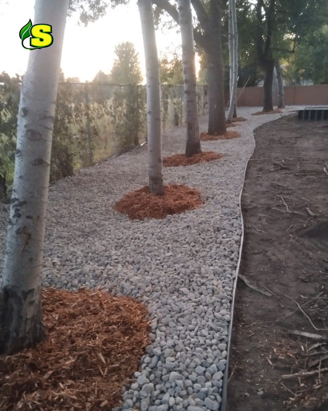 A row of young trees planted along a gravel pathway in a backyard, with mulch around the base of each tree. The path is bordered by soil on one side and a fence on the other, with visible dusk sunlight filtering through the trees.