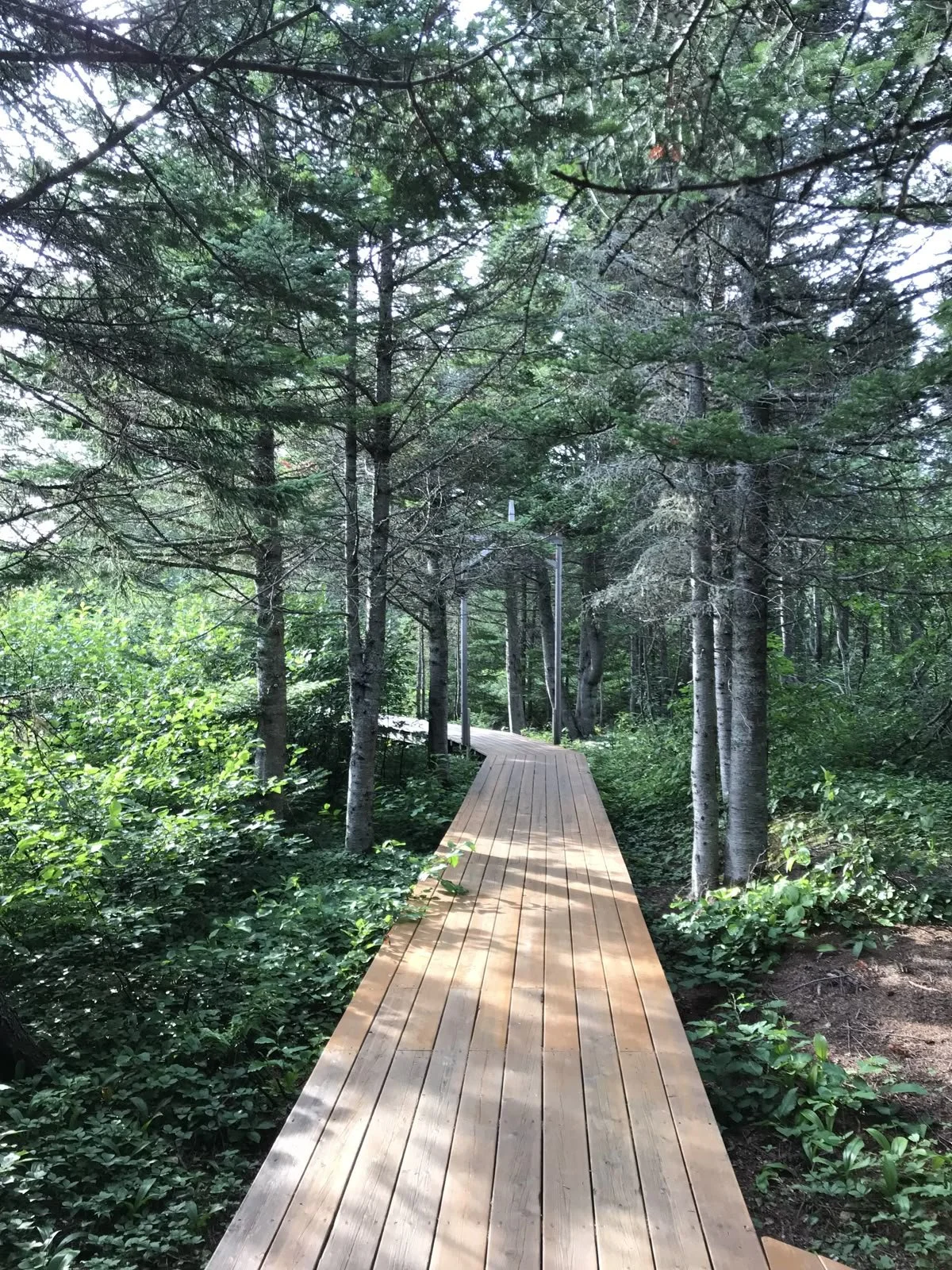 Wooden pathway through dense green forest with tall trees and lush foliage.