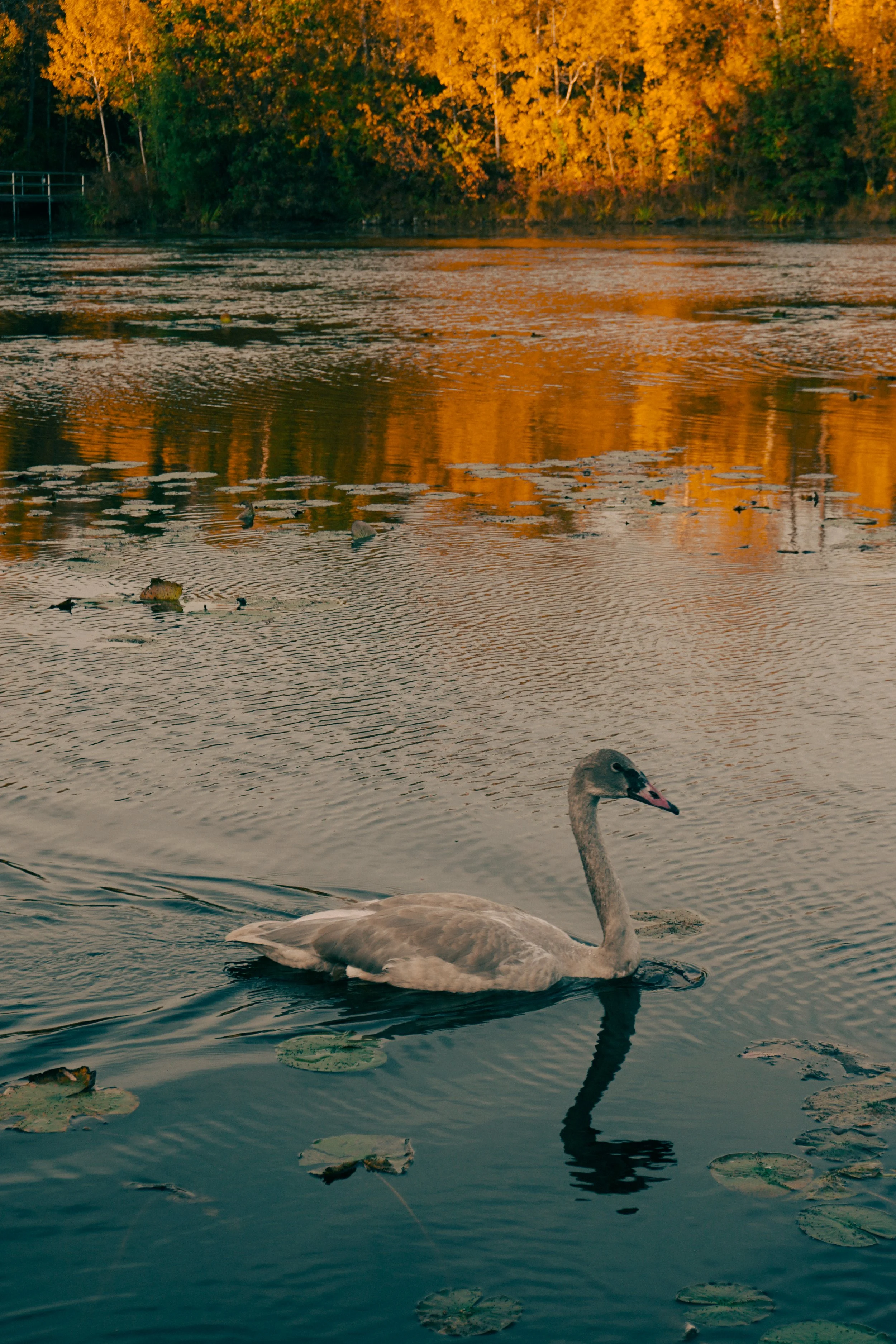 swan-12 (1).jpg