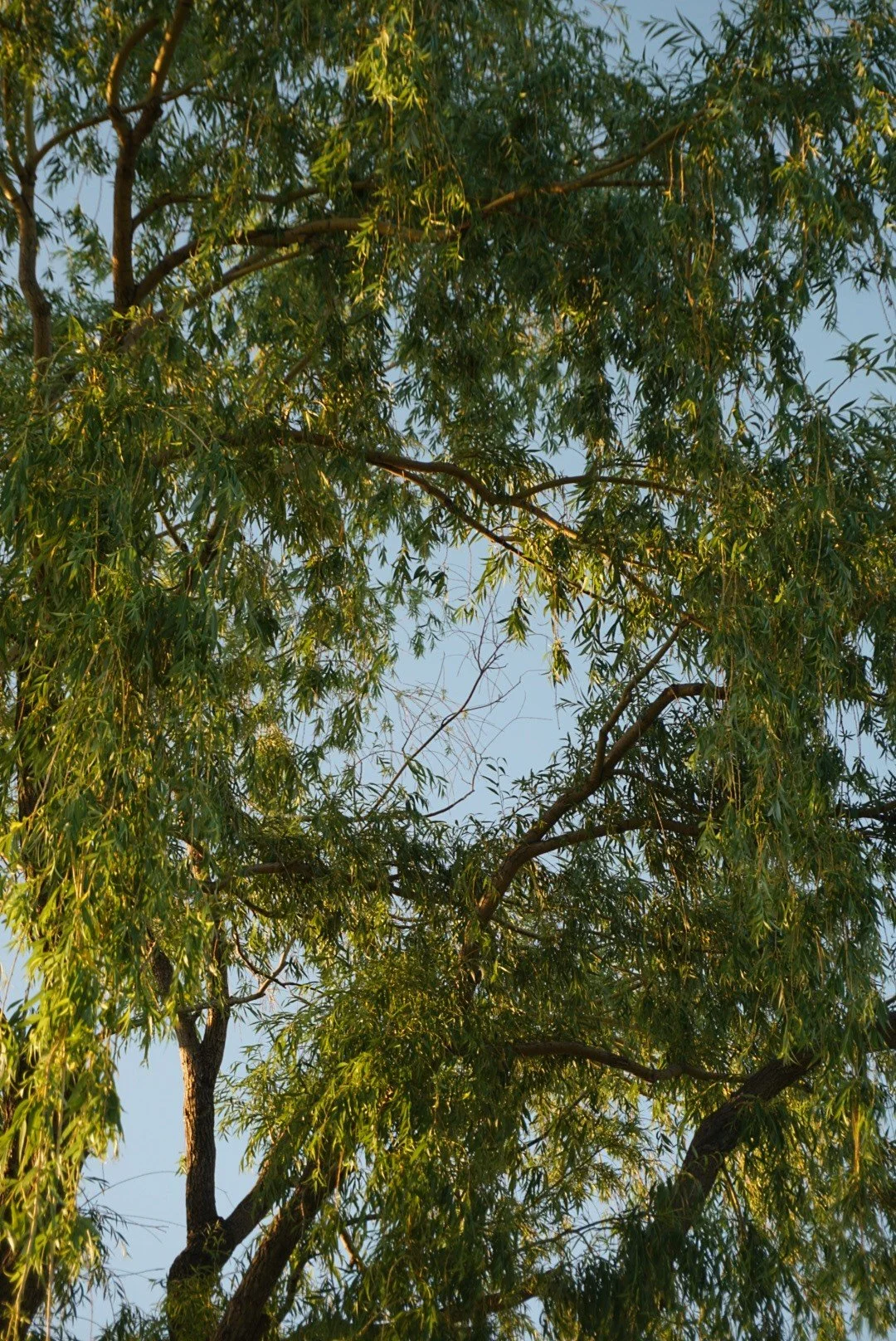 DSC03337~2.JPG