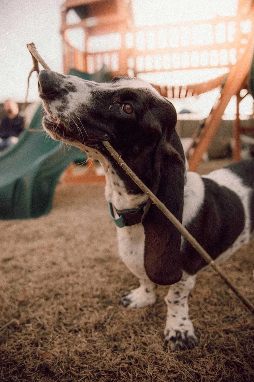 A black and white puppy holding a stick in its mouth at a park or playground.