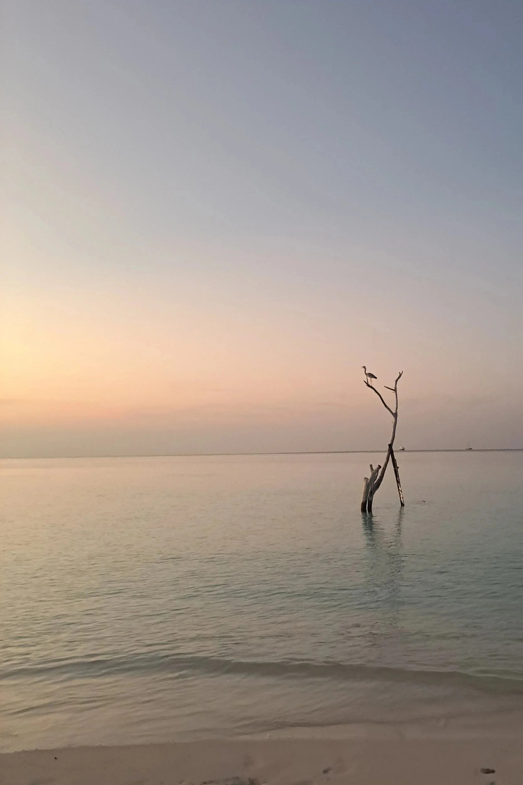 A clear sky during sunset over calm ocean waters with a solitary leafless tree trunk standing in the water.