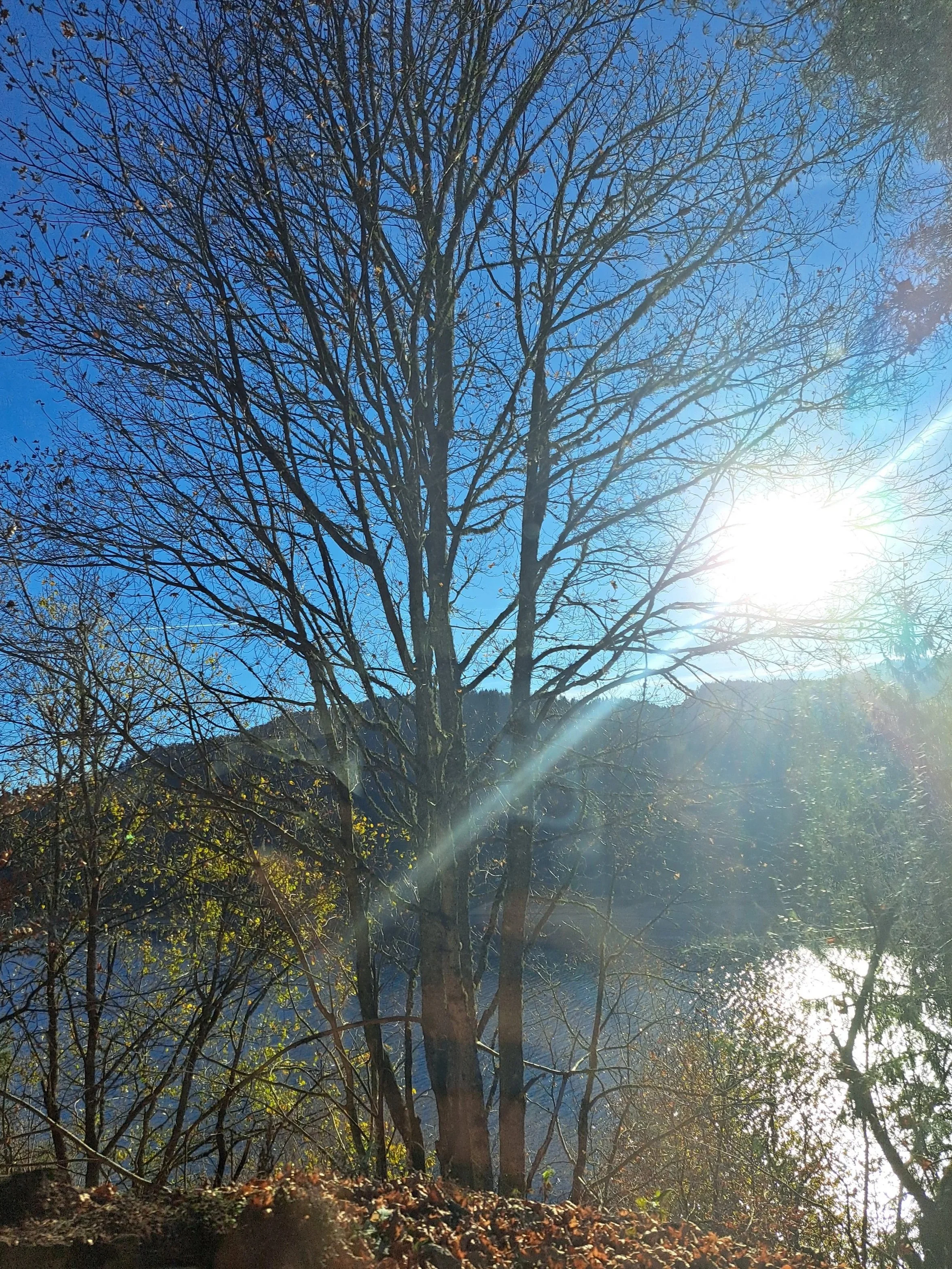 Bare tree with many branches against a blue sky, sunlight shining through the branches, autumn leaves on the ground.
