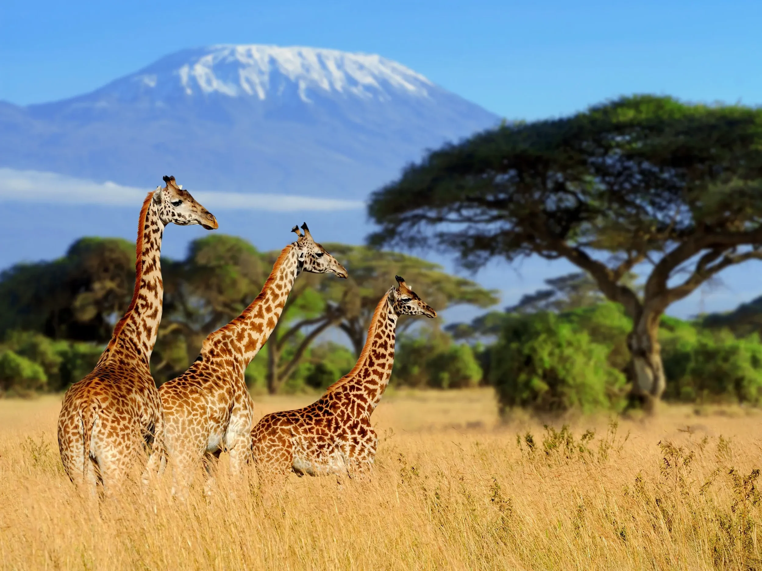 Safari