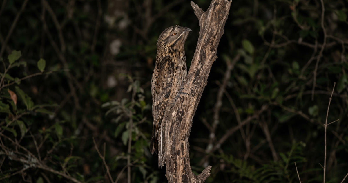 Kakuy o urutau, ave nocturna del Noroeste argentino,  posado en una rama en la oscuridad. Presente en el  folklore del NOA como presagio de muerte.