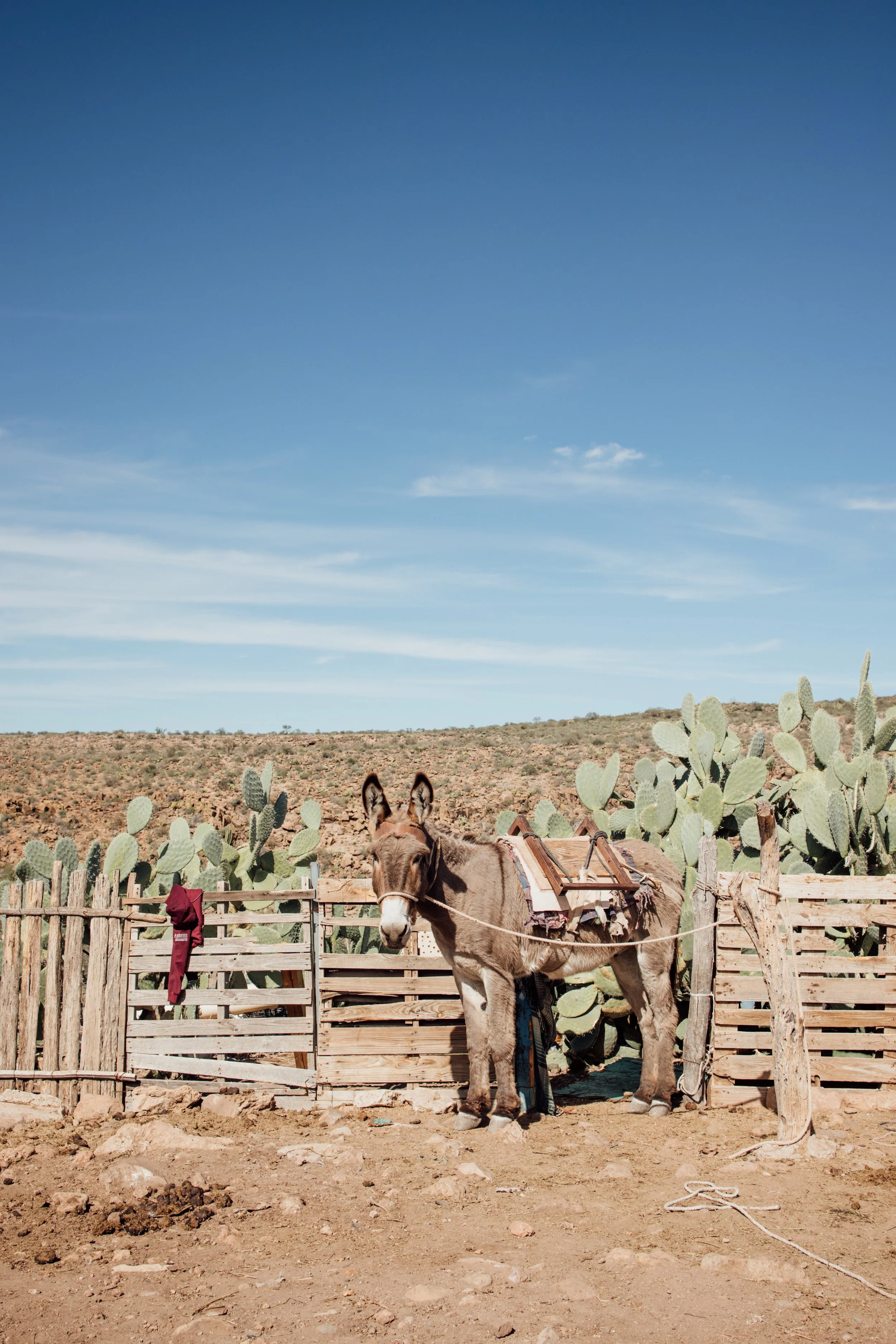 Mula preparada para recorridos en la Sierra de San Francisco, Mulegé, Baja California Sur.