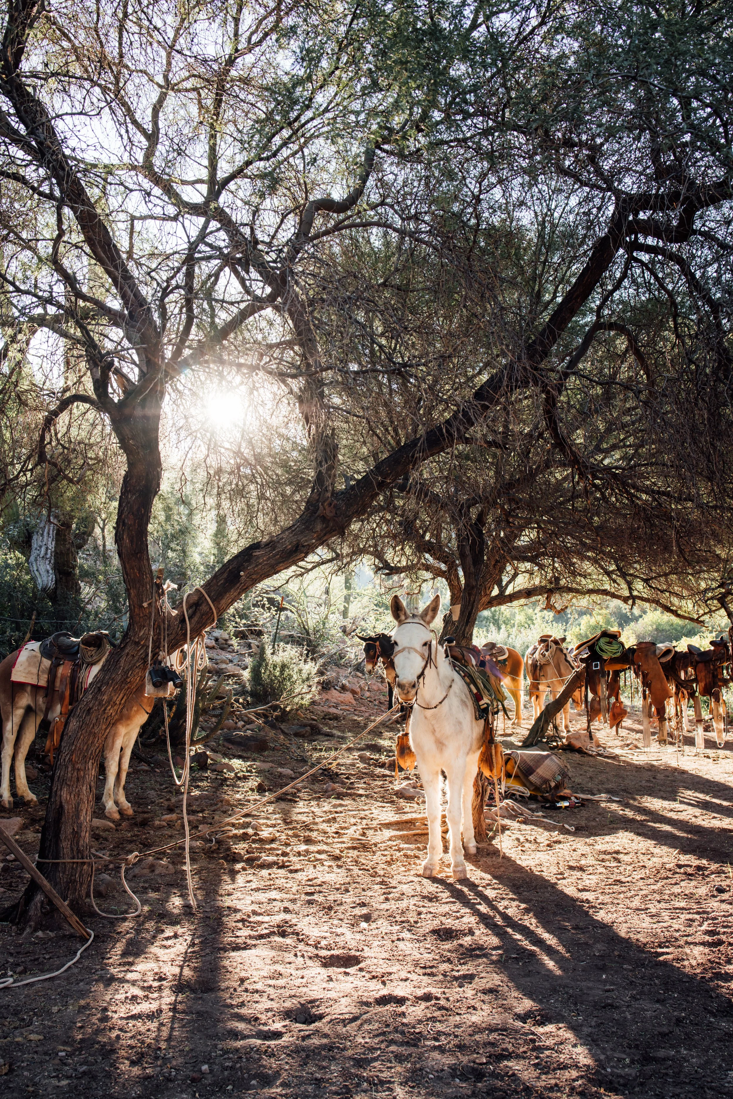 Caballos descansando bajo árboles durante recorrido turístico en San Francisco de la Sierra, Baja California Sur.