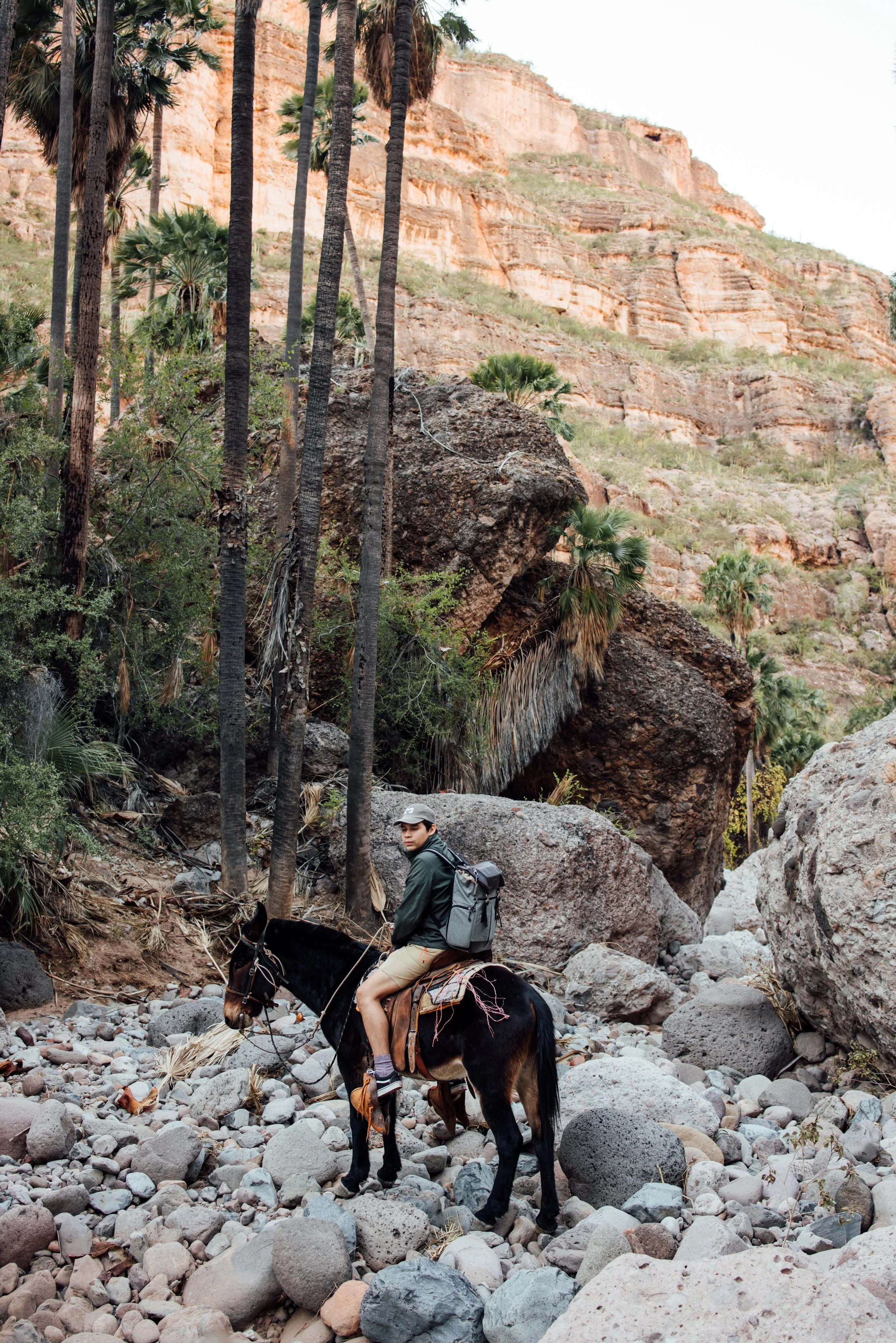 Viajero recorriendo el Cañón de Santa Teresa en mula, Sierra de San Francisco, Mulegé, Baja California Sur.