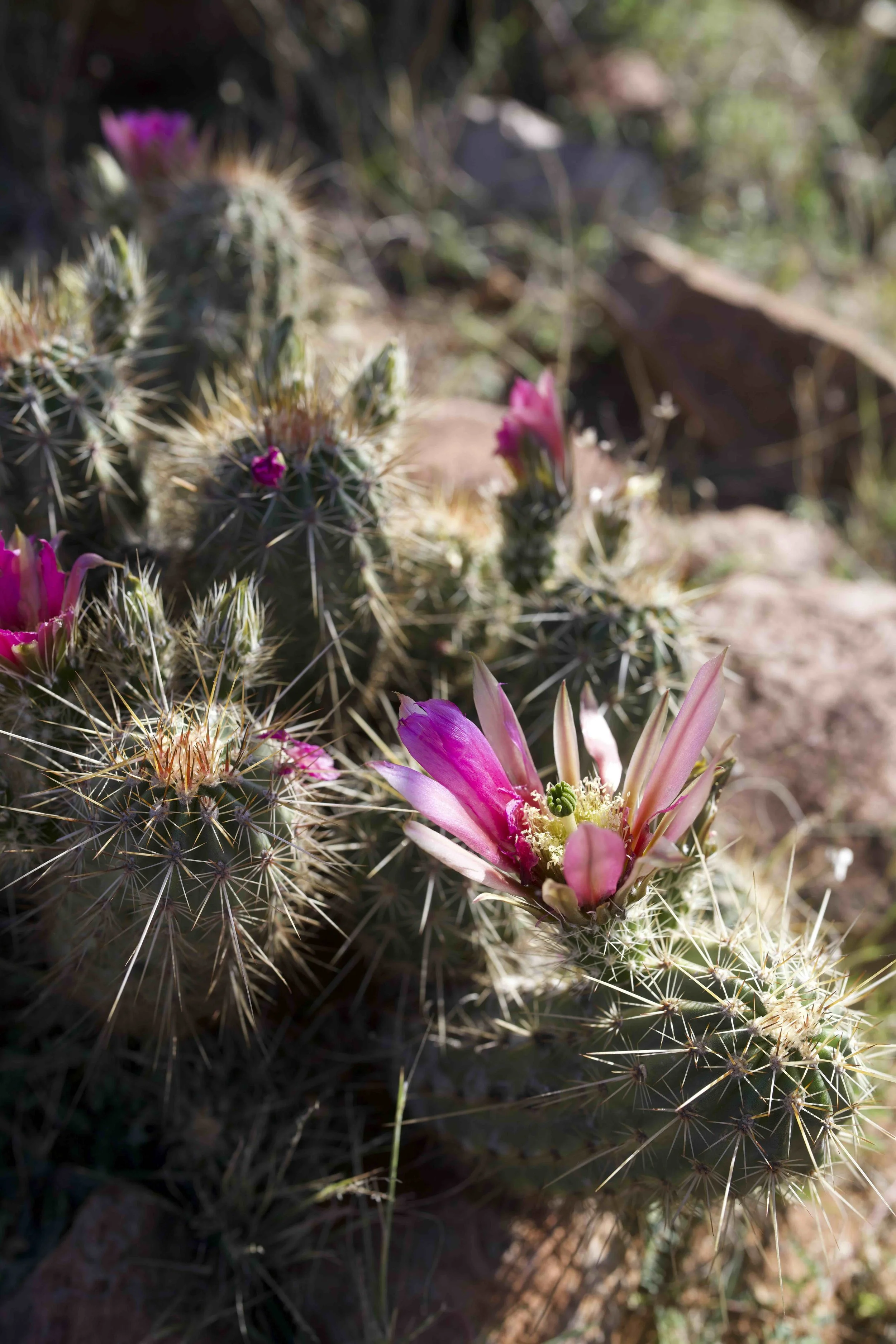 Cactus con flores silvestres en el paisaje desértico de San Francisco de la Sierra, Baja California Sur.