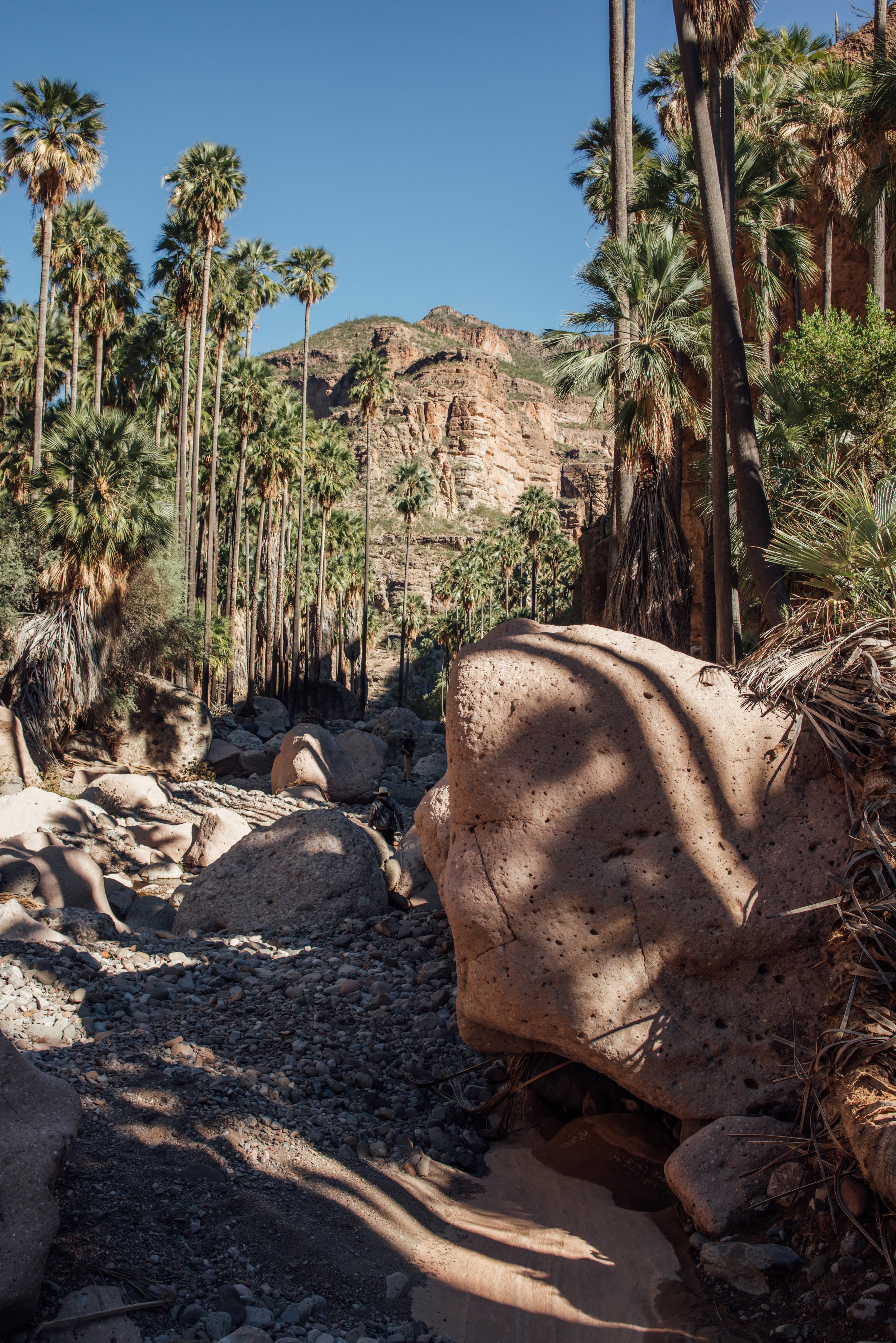 Paisaje de oasis con palmeras y formaciones rocosas en San Francisco de la Sierra, Baja California Sur.