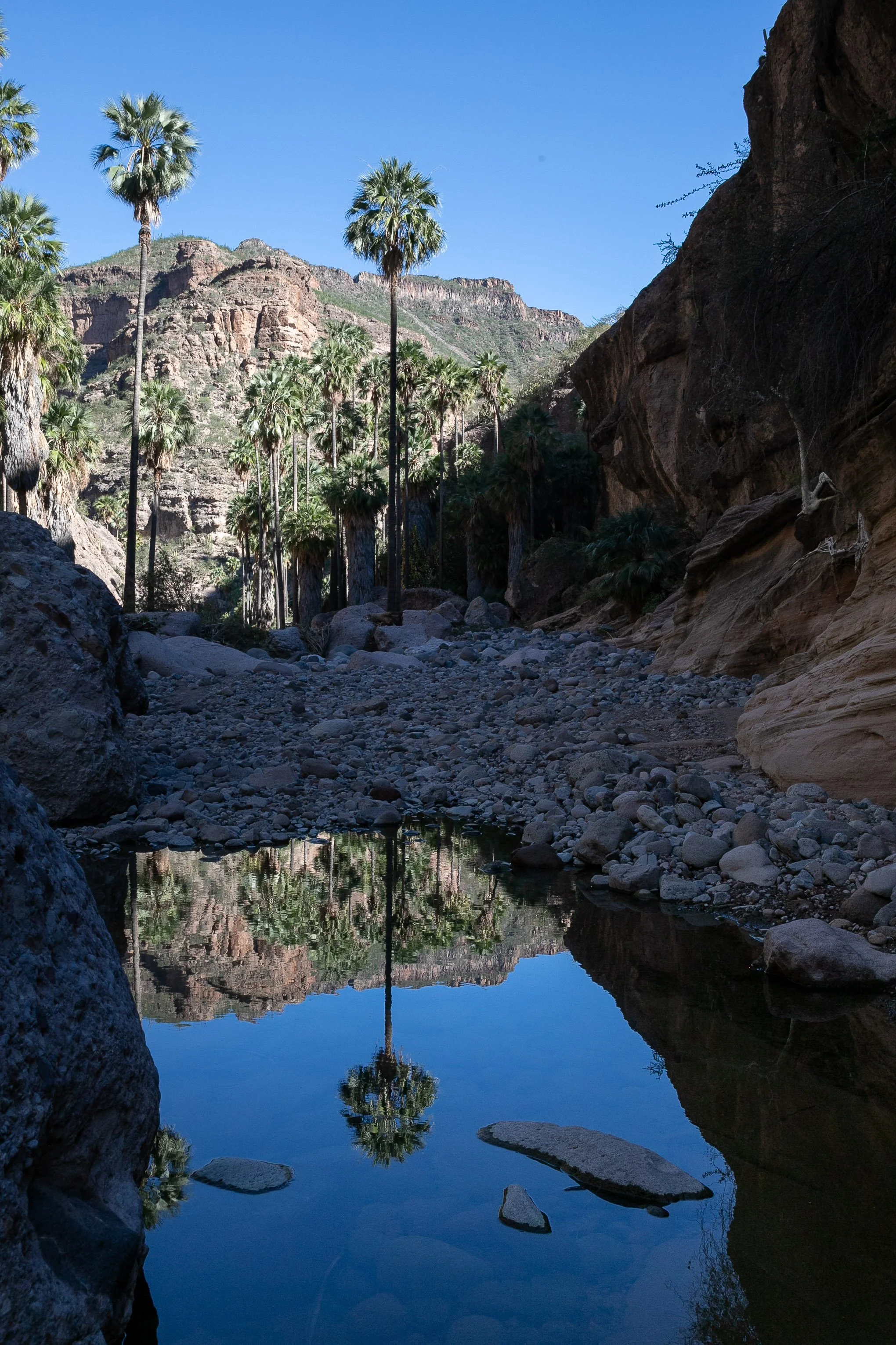 El oasis del Cañón de Santa Teresa resguarda paisajes únicos entre palmeras, cañones y montañas de la Sierra de San Francisco, uno de los tesoros naturales más impresionantes de Mulegé, B.C.S.