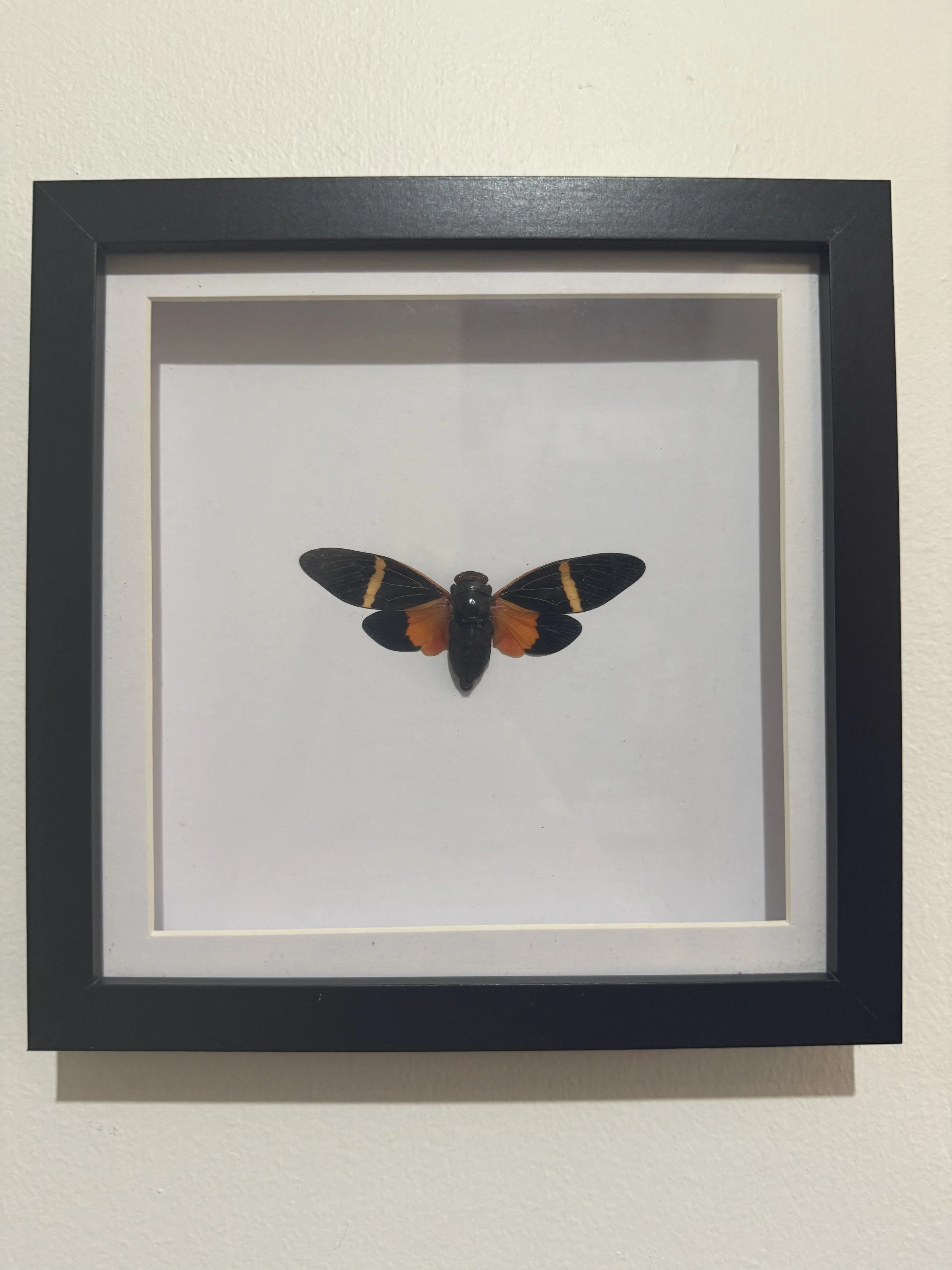 Cicada